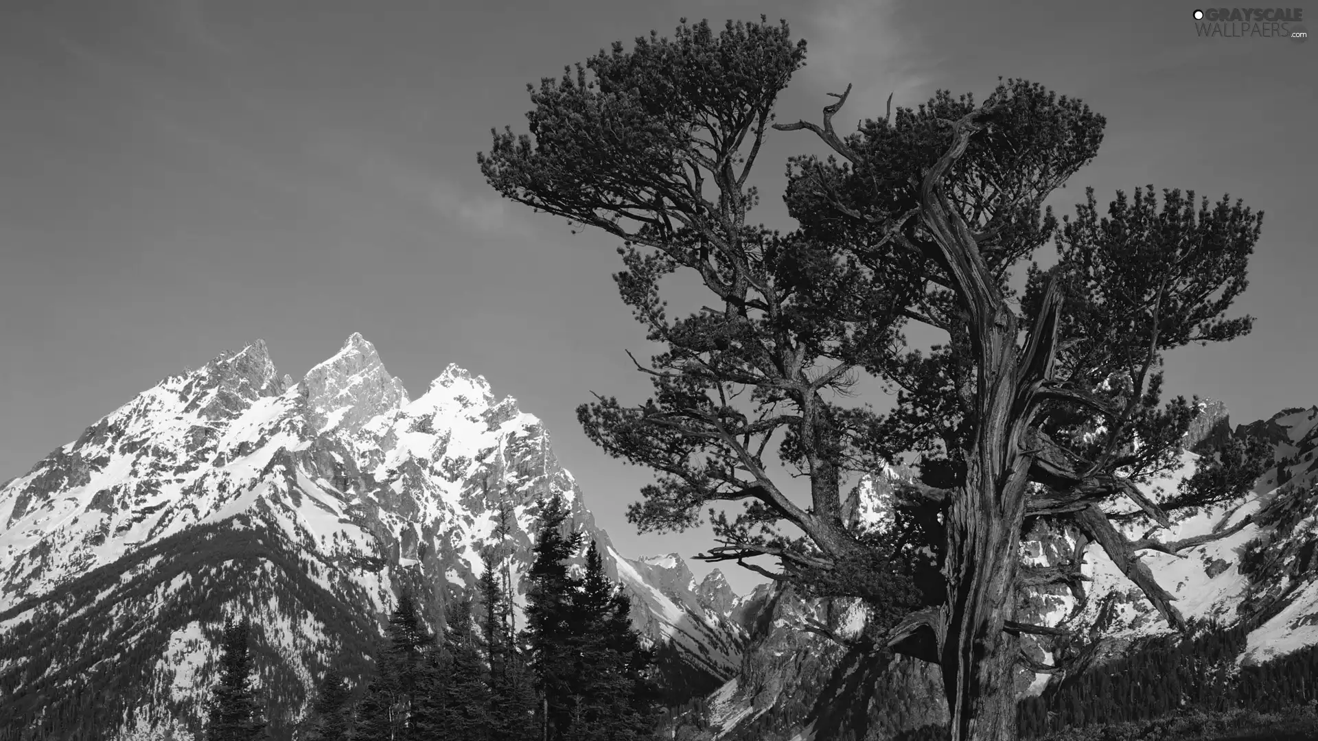 trees, Mountains, peaks, viewes