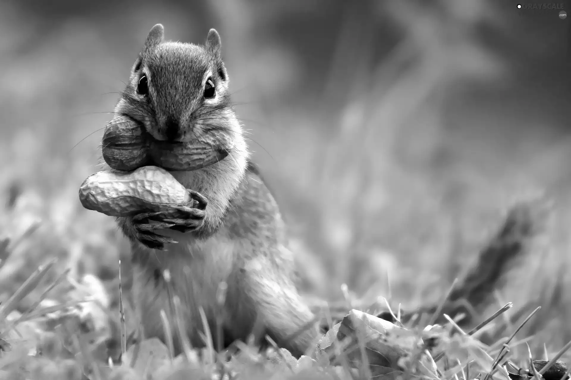 grass, Leaf, Two cars, peanuts, Siberian Chipmunk