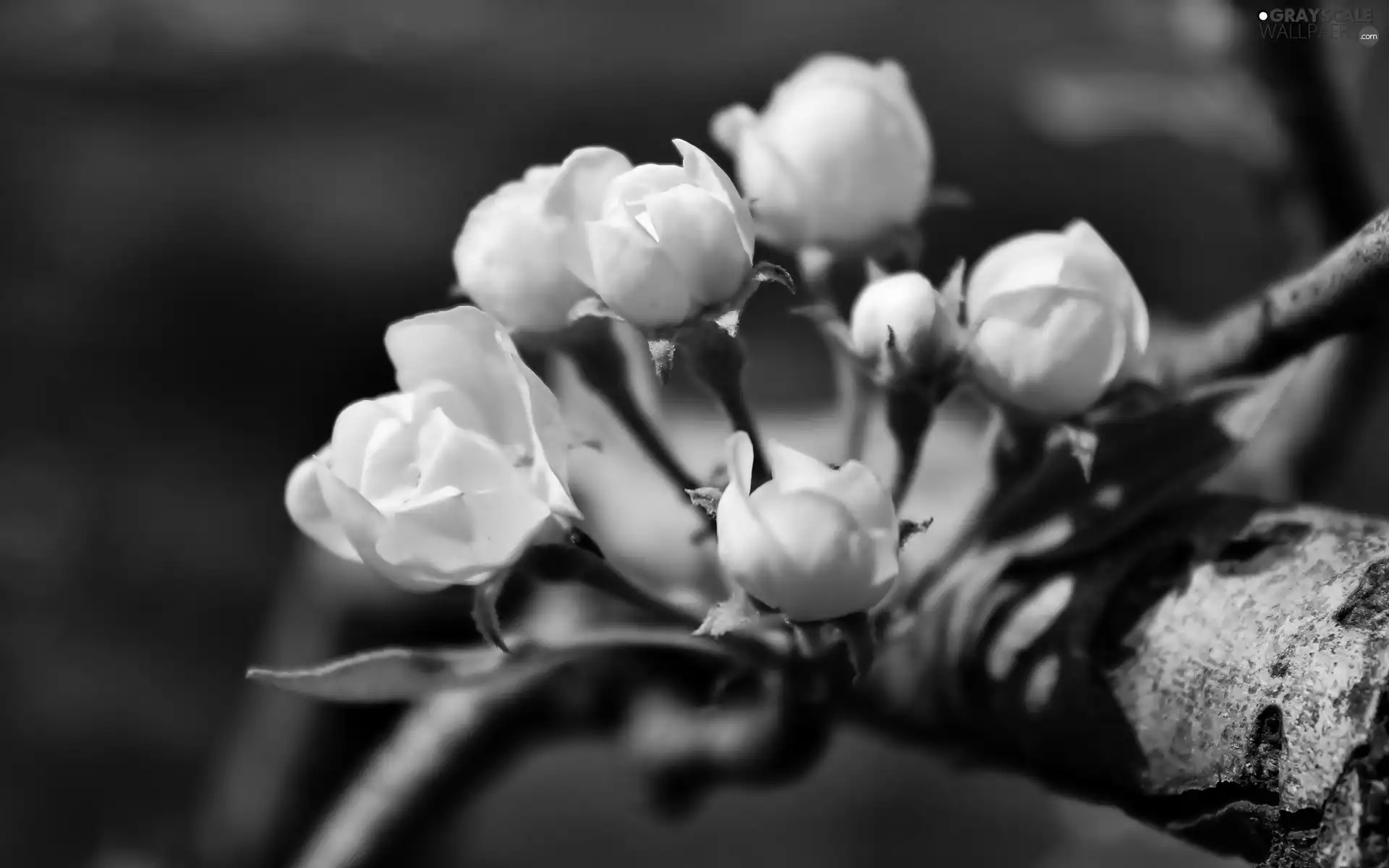 White Flowers, branch, Pear, Blossoming