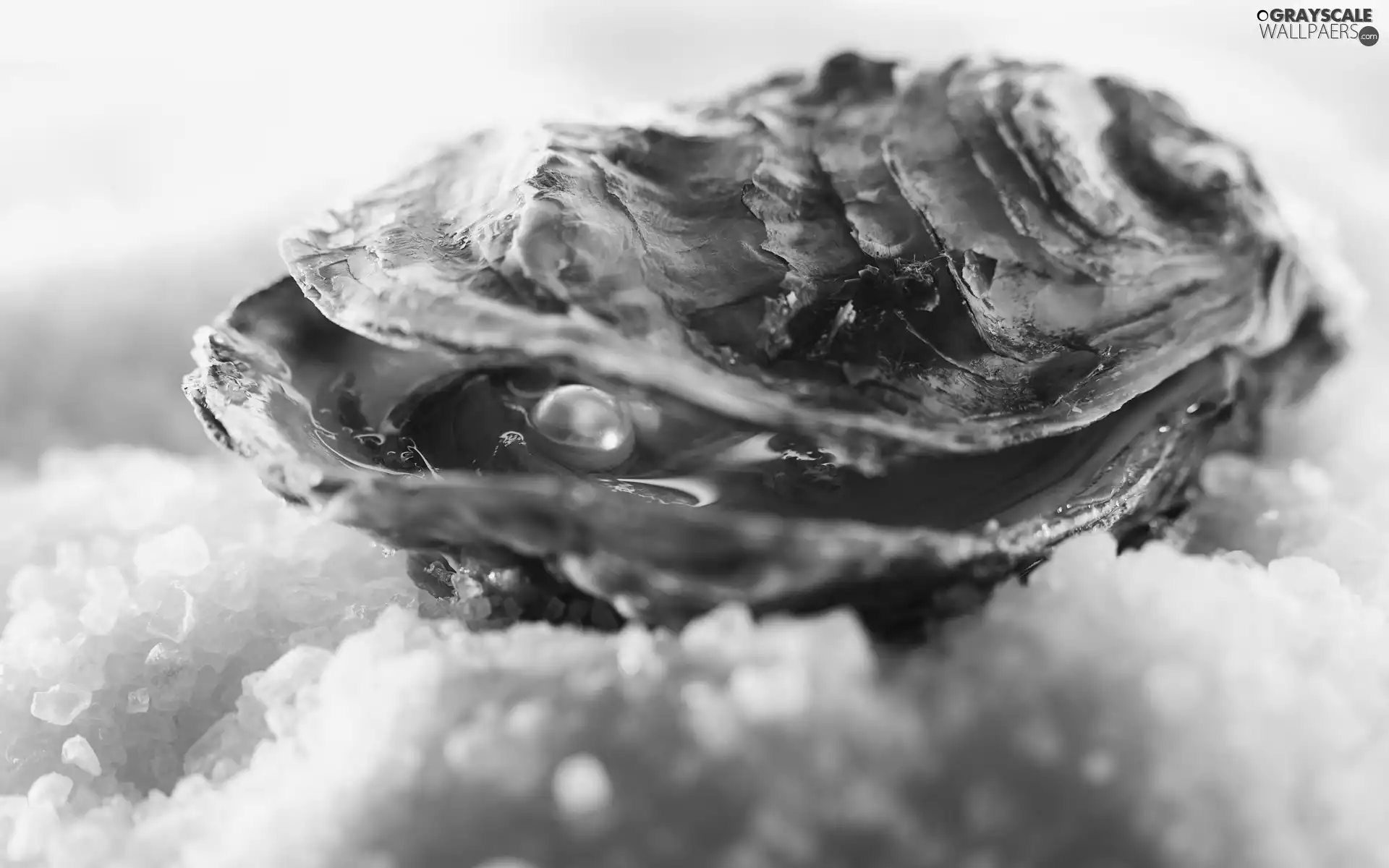 maritime, Clams, pearl, shell