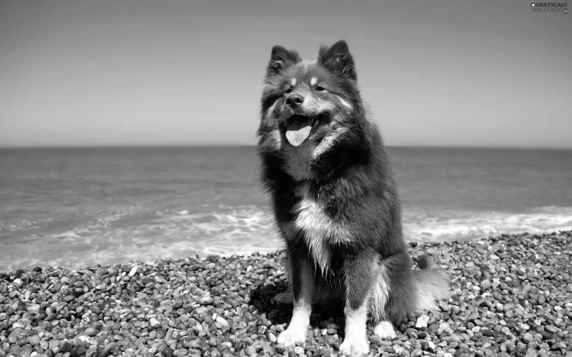 dog, sea, Pebble, Tounge