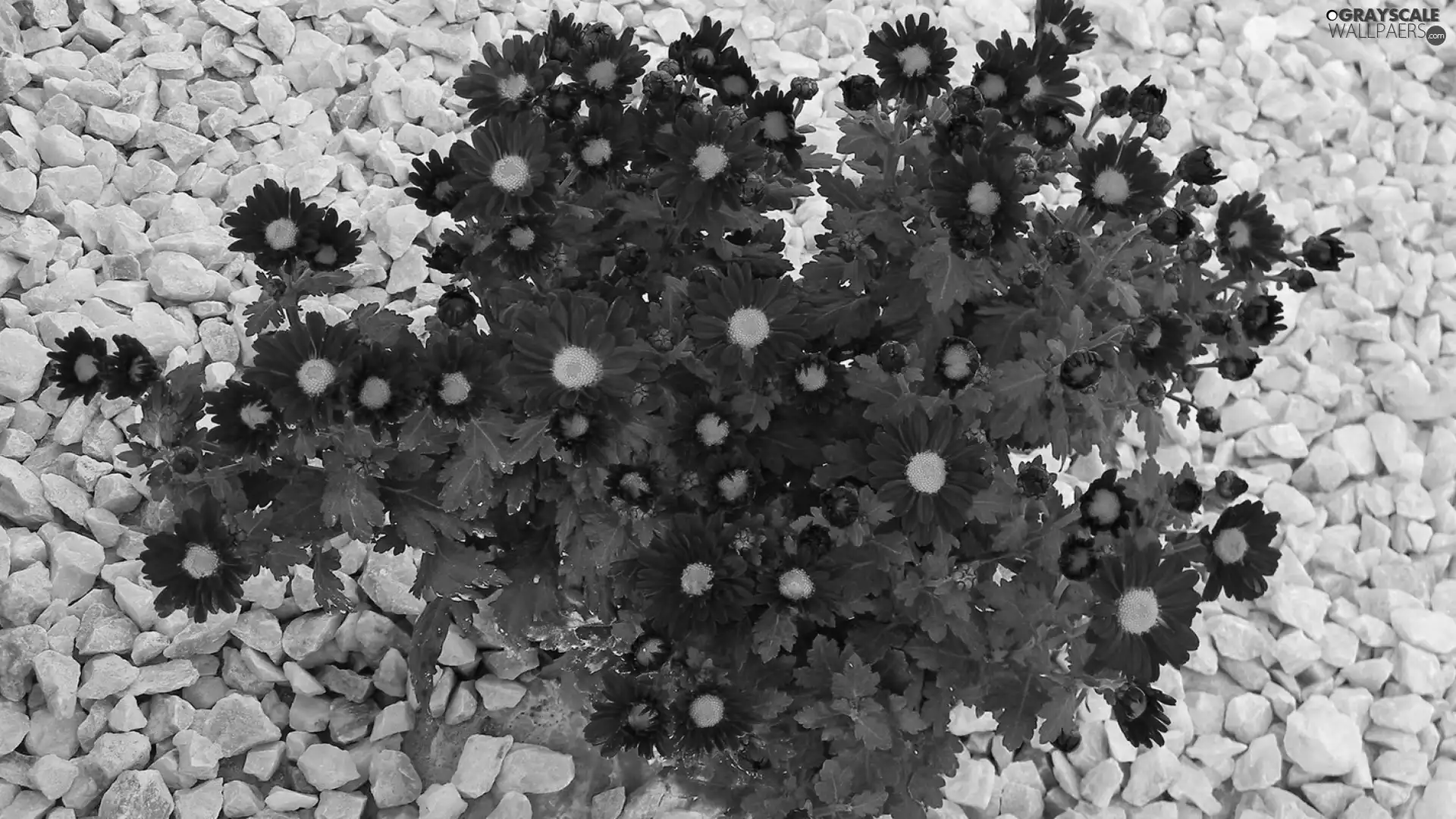 Flowers, Chrysanthemums, Pebble, Red