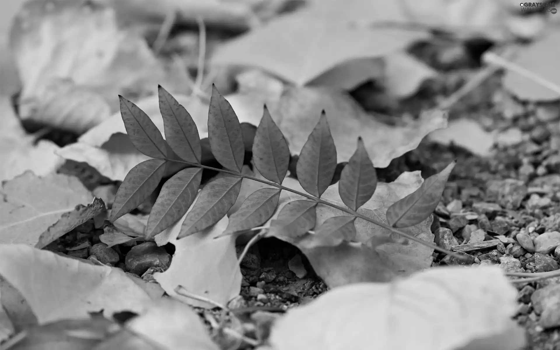 Leaf, Pebble, leaf, Autumn, Red
