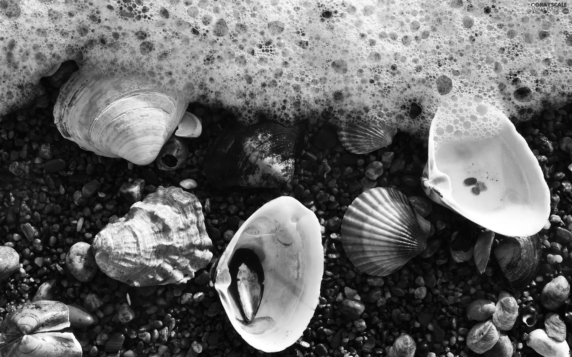 Shells, Pebble