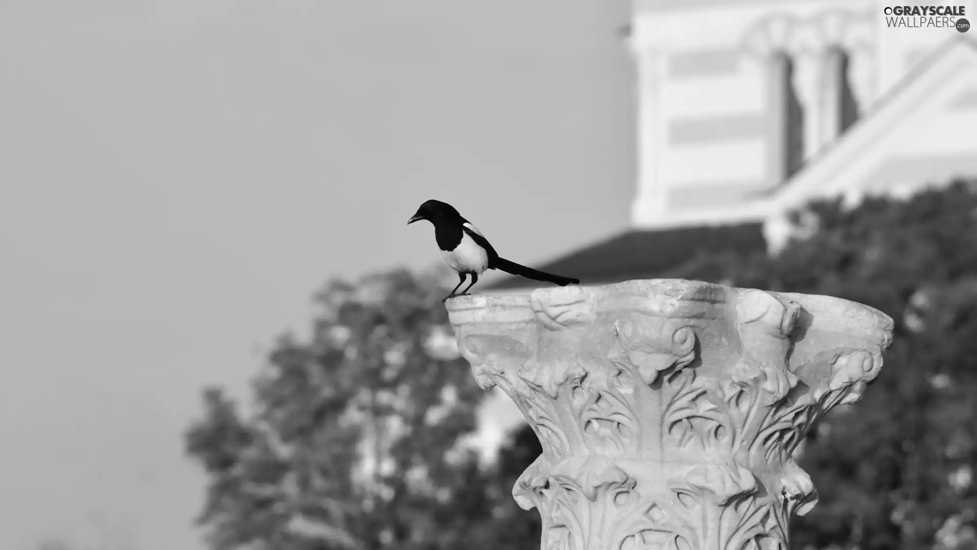 magpie, pedestal