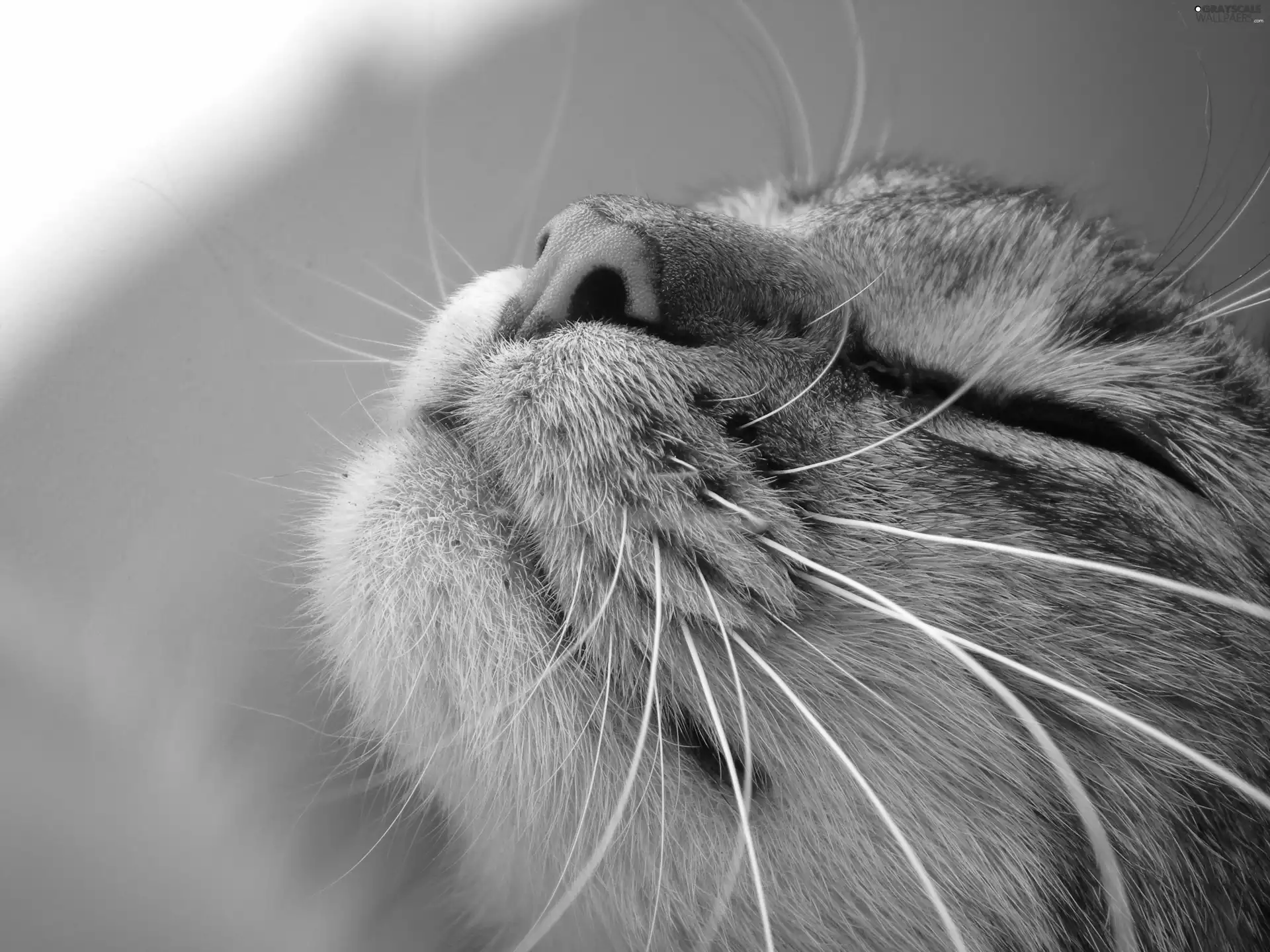 kitten, moustache, peen, mouth
