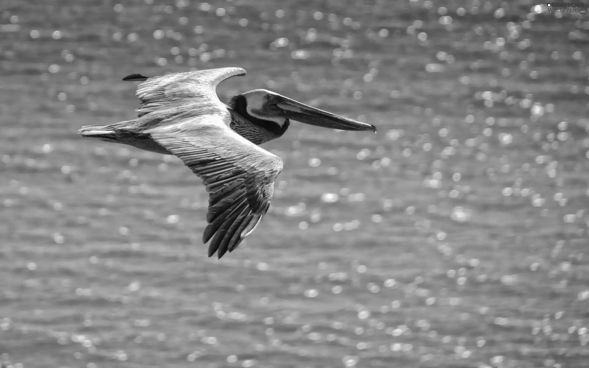 flying, pelican