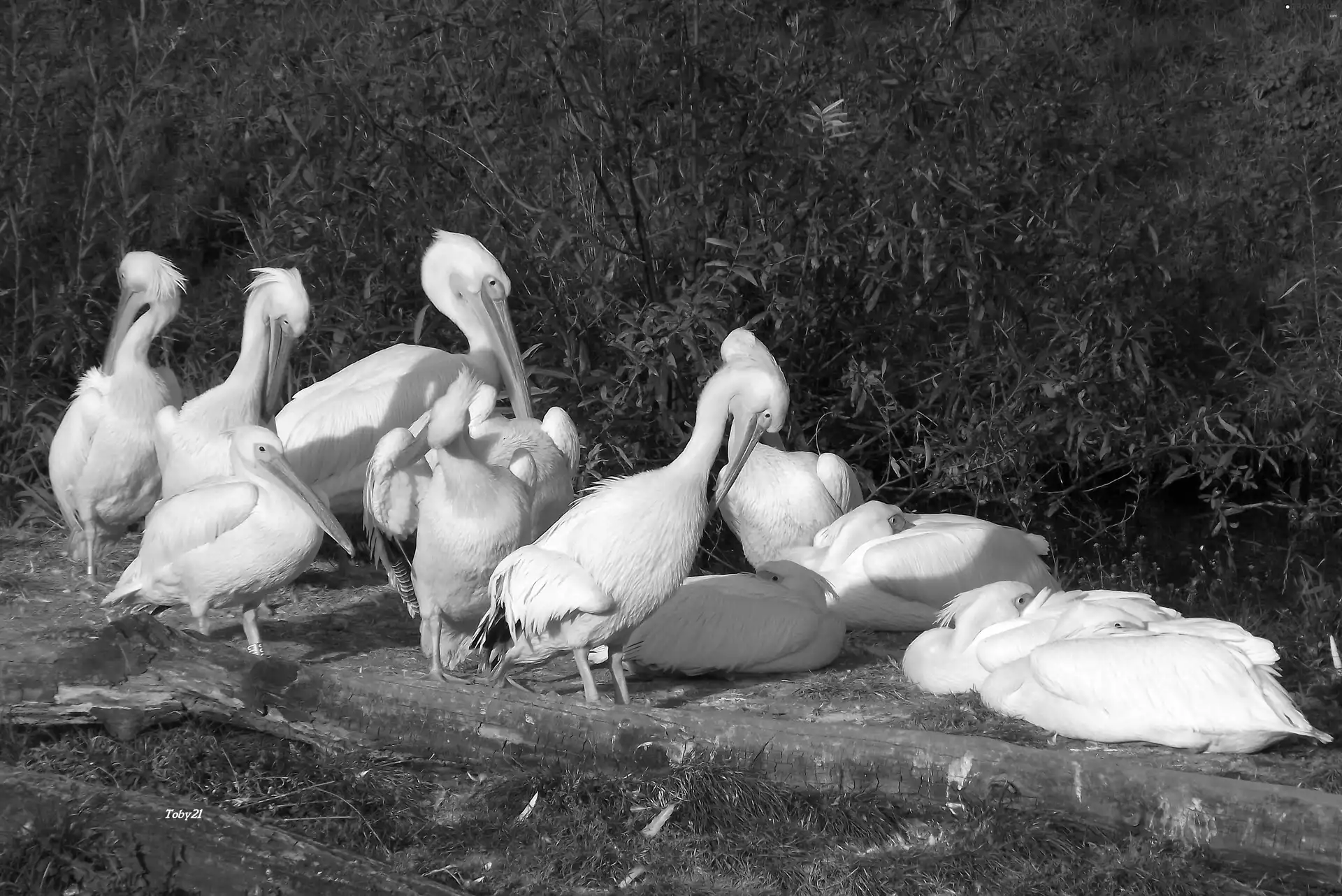 birds, pelicans