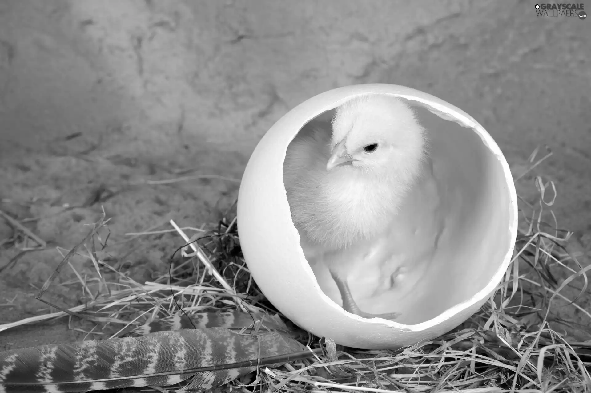 pen, chicken, shell