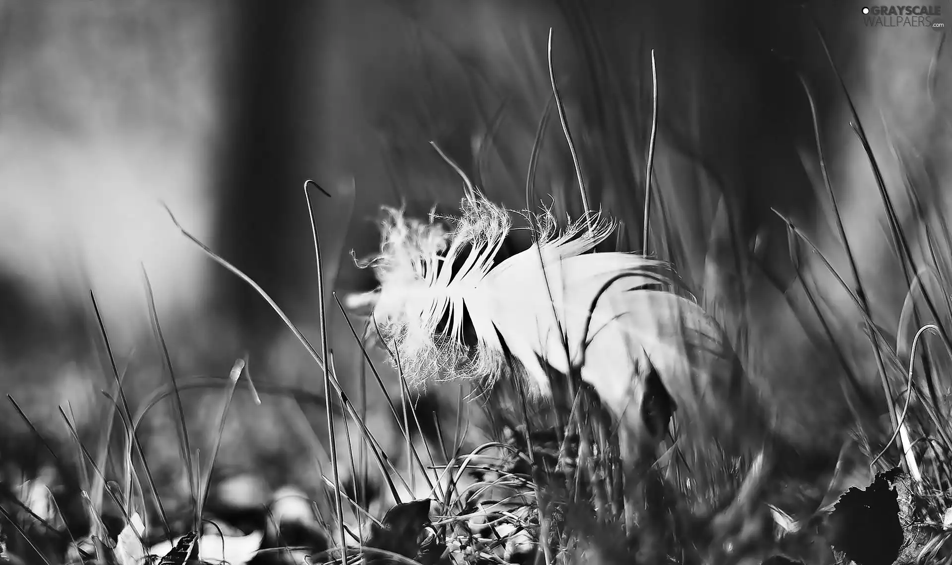 pen, grass, White