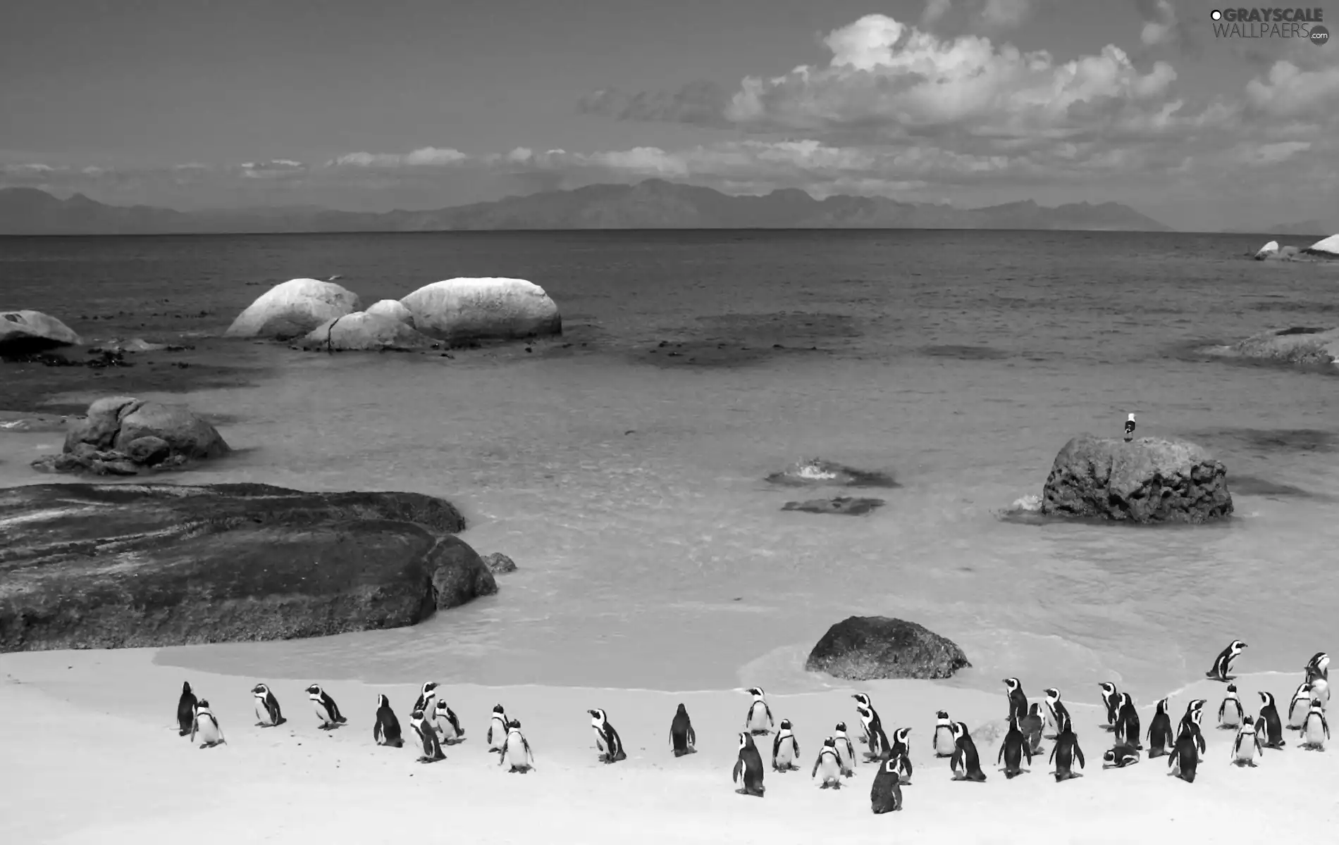 penguin, Beaches, sea