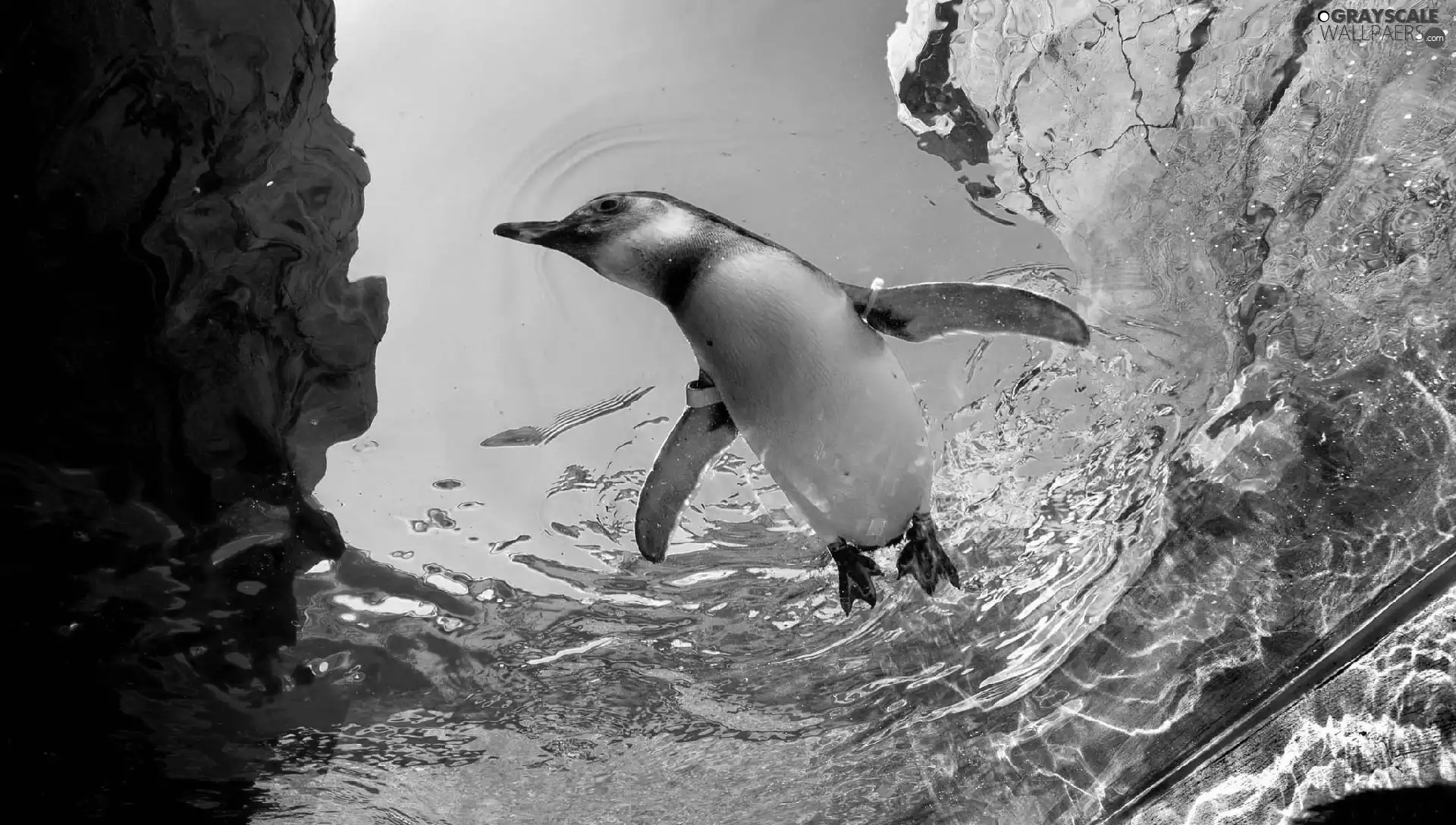 a spotless, rocks, penguin, water