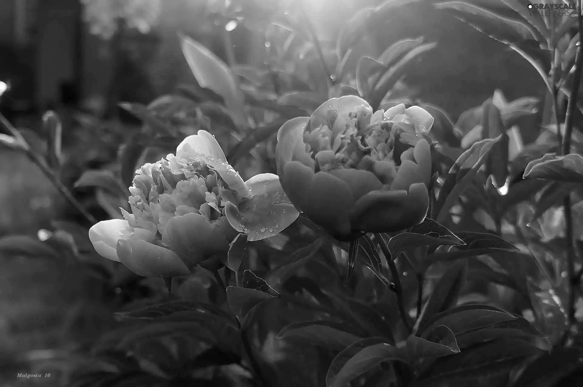 Flowers, Peonies