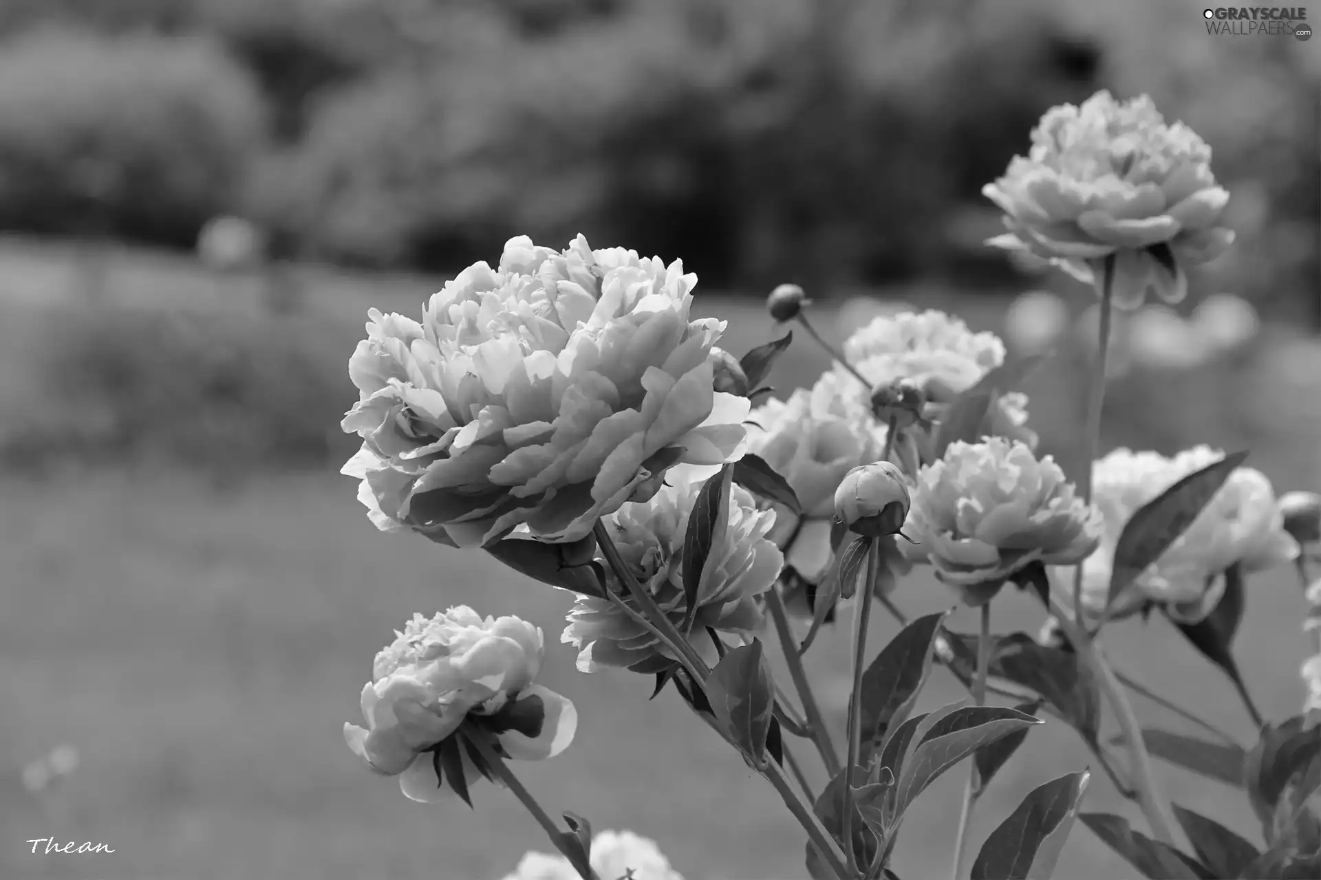 Pink, Peonies