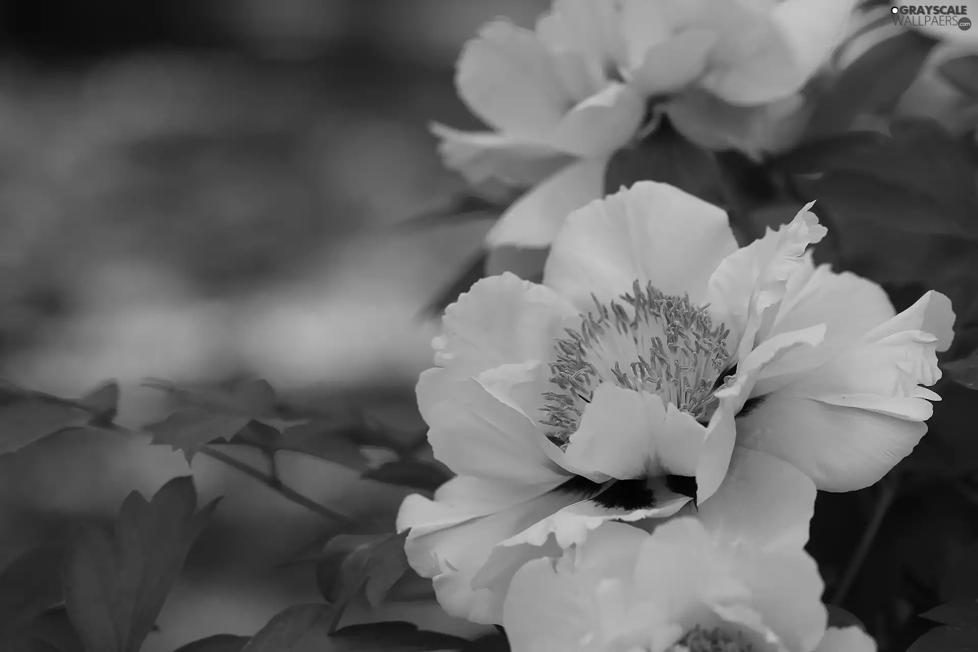 Colourfull Flowers, White, peony