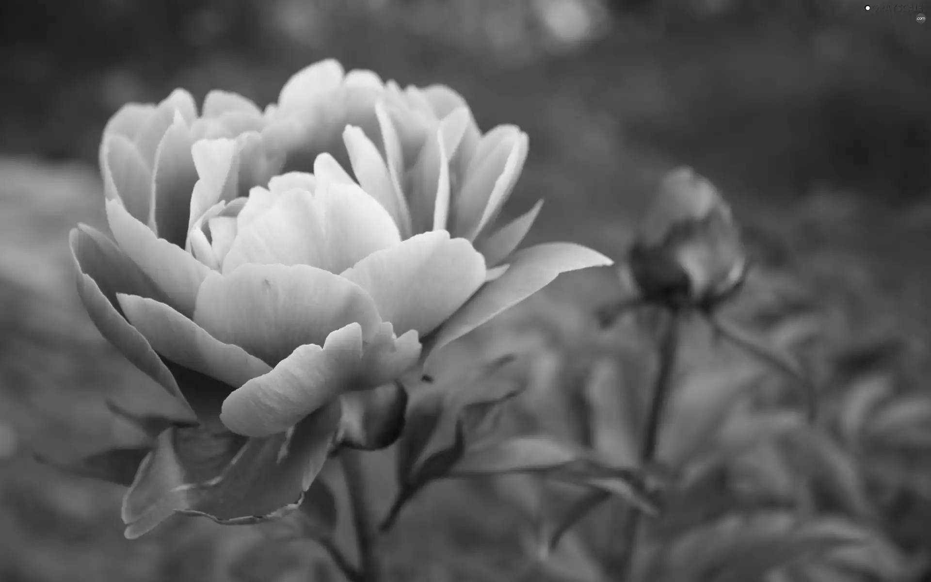 Pink, peony
