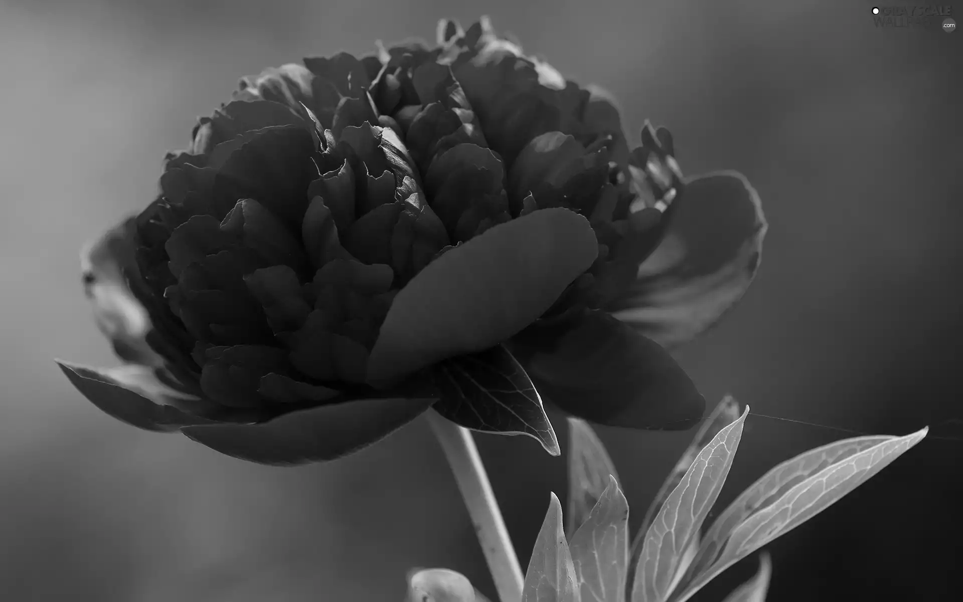 Colourfull Flowers, red hot, peony