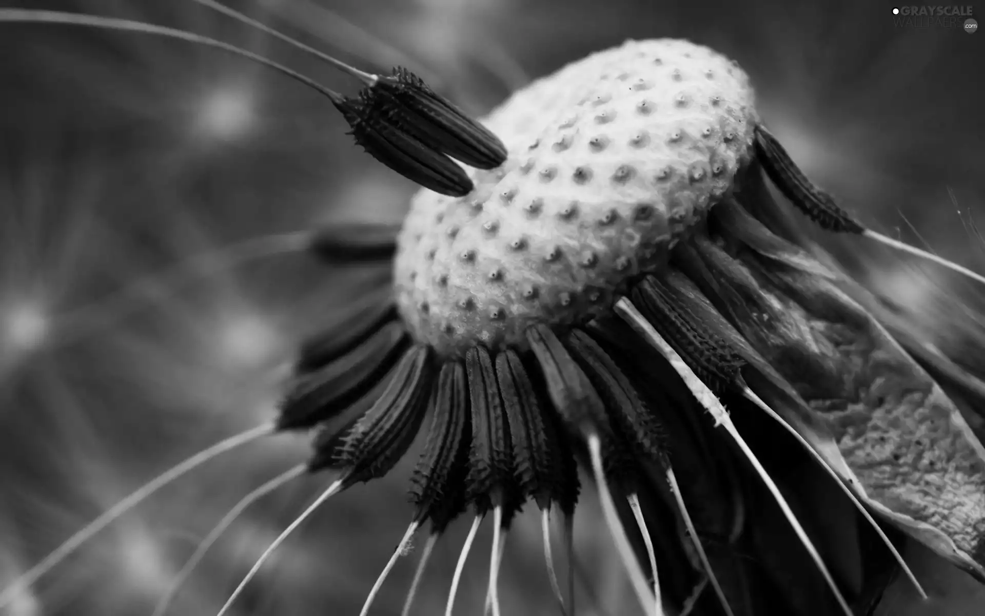 puffball, pericarp