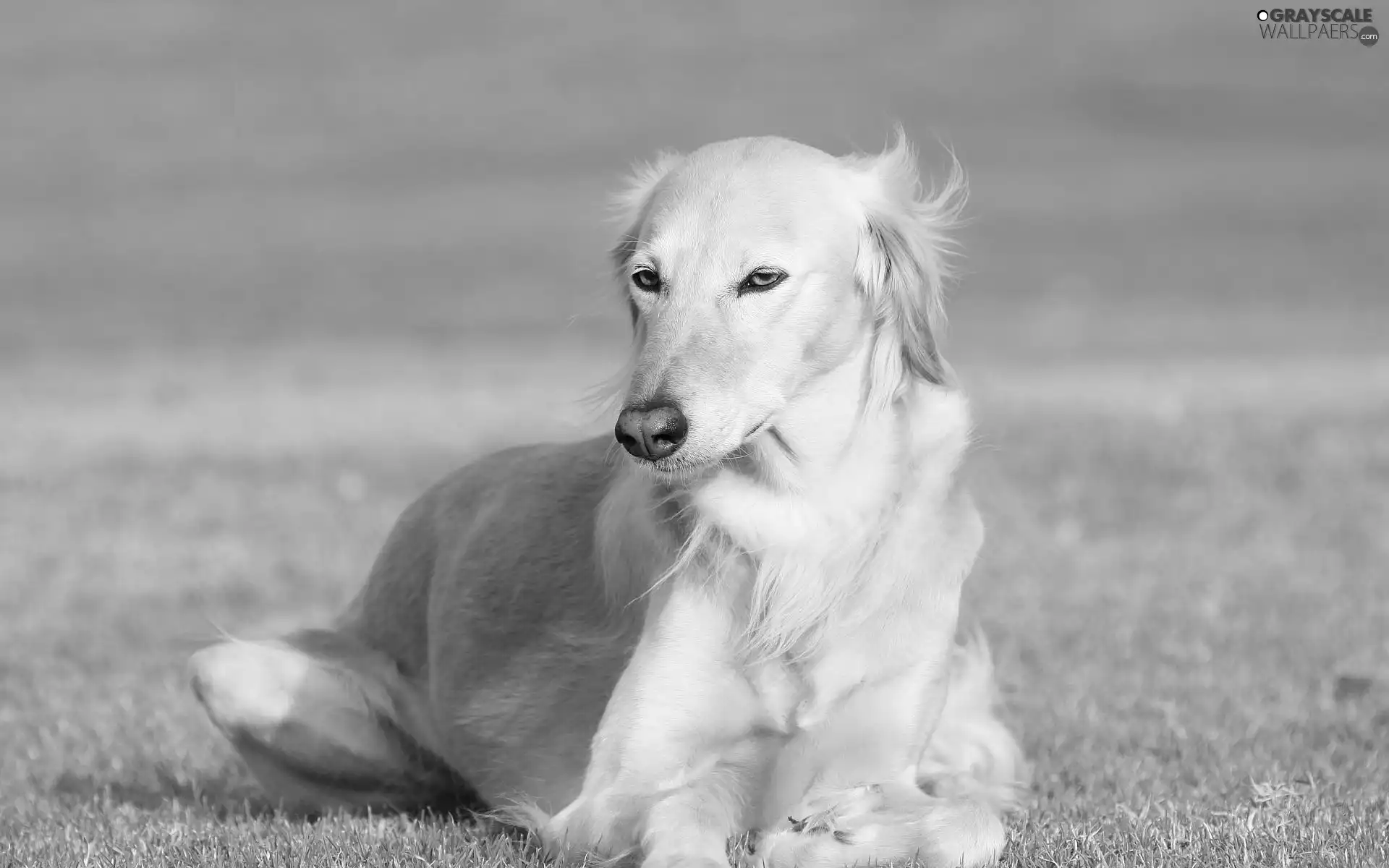 greyhound, persian