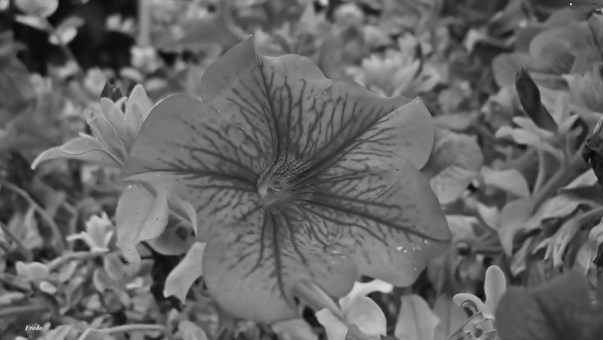 Pink, Colourfull Flowers, petunia