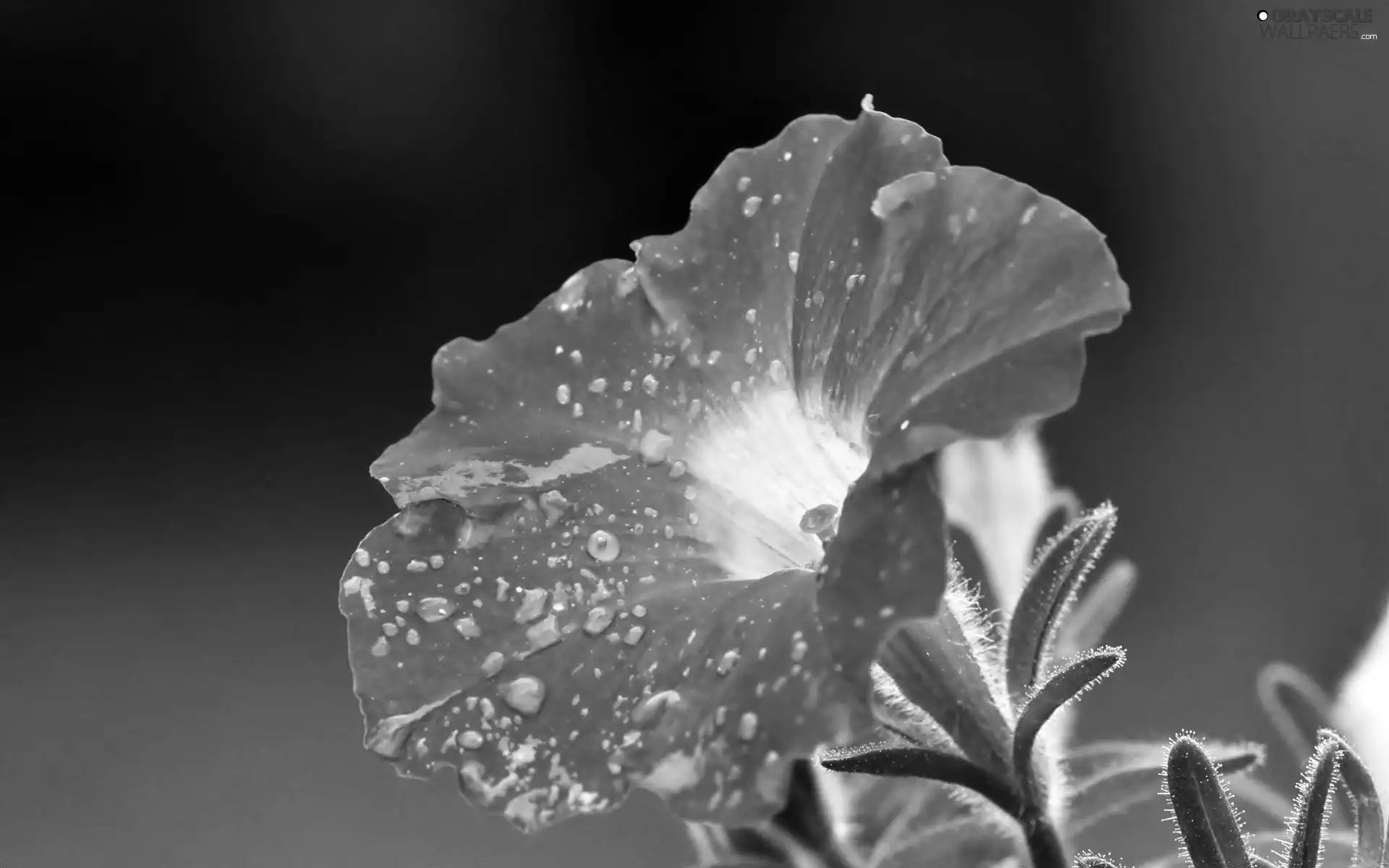 Petunia, Pink, Flower