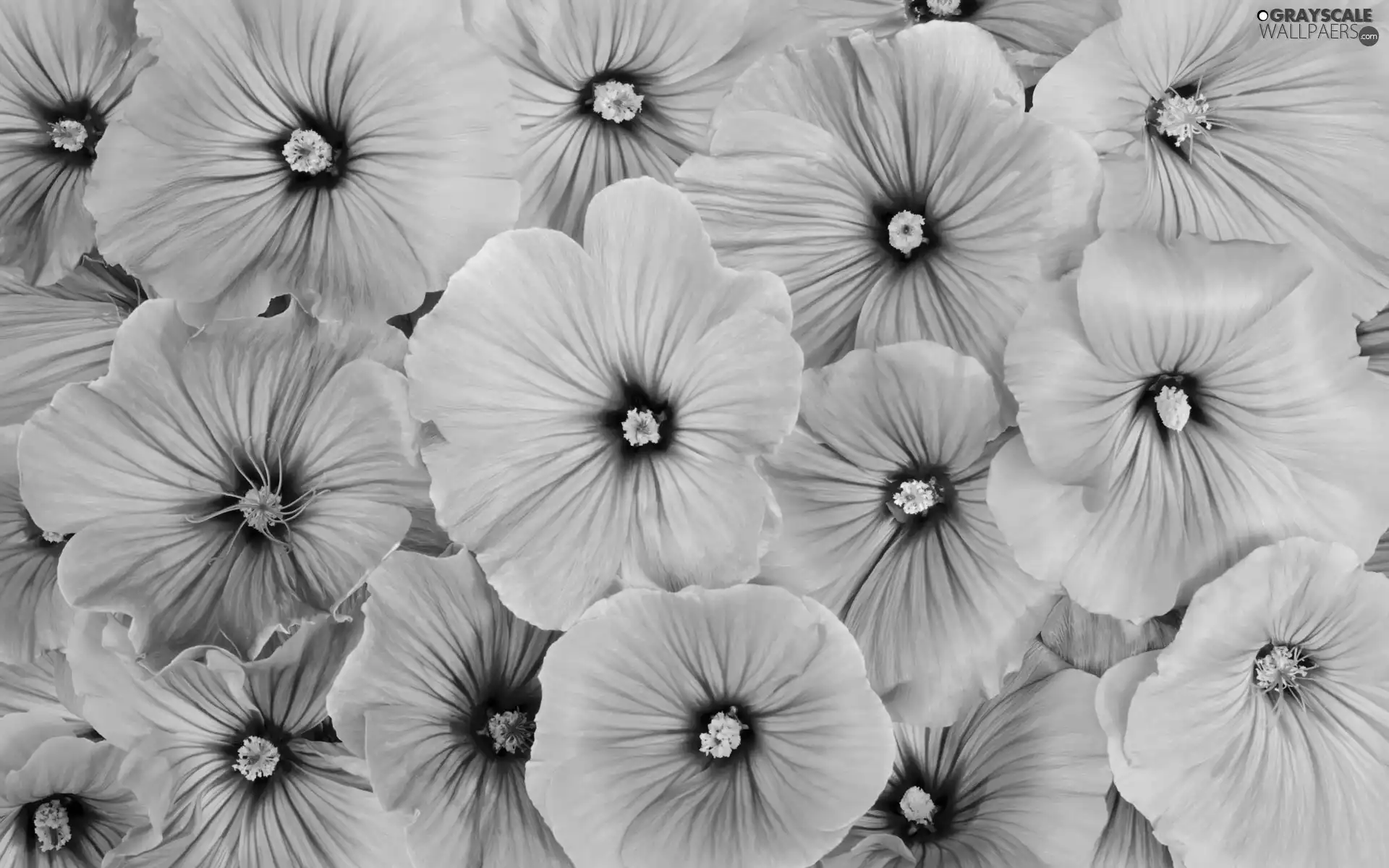 Flowers, Lavatera