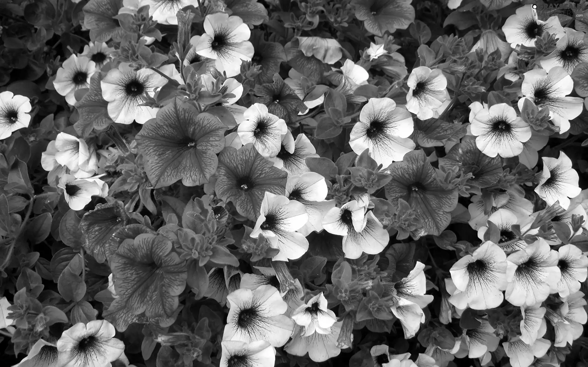 Flowers, Pink, White, petunias