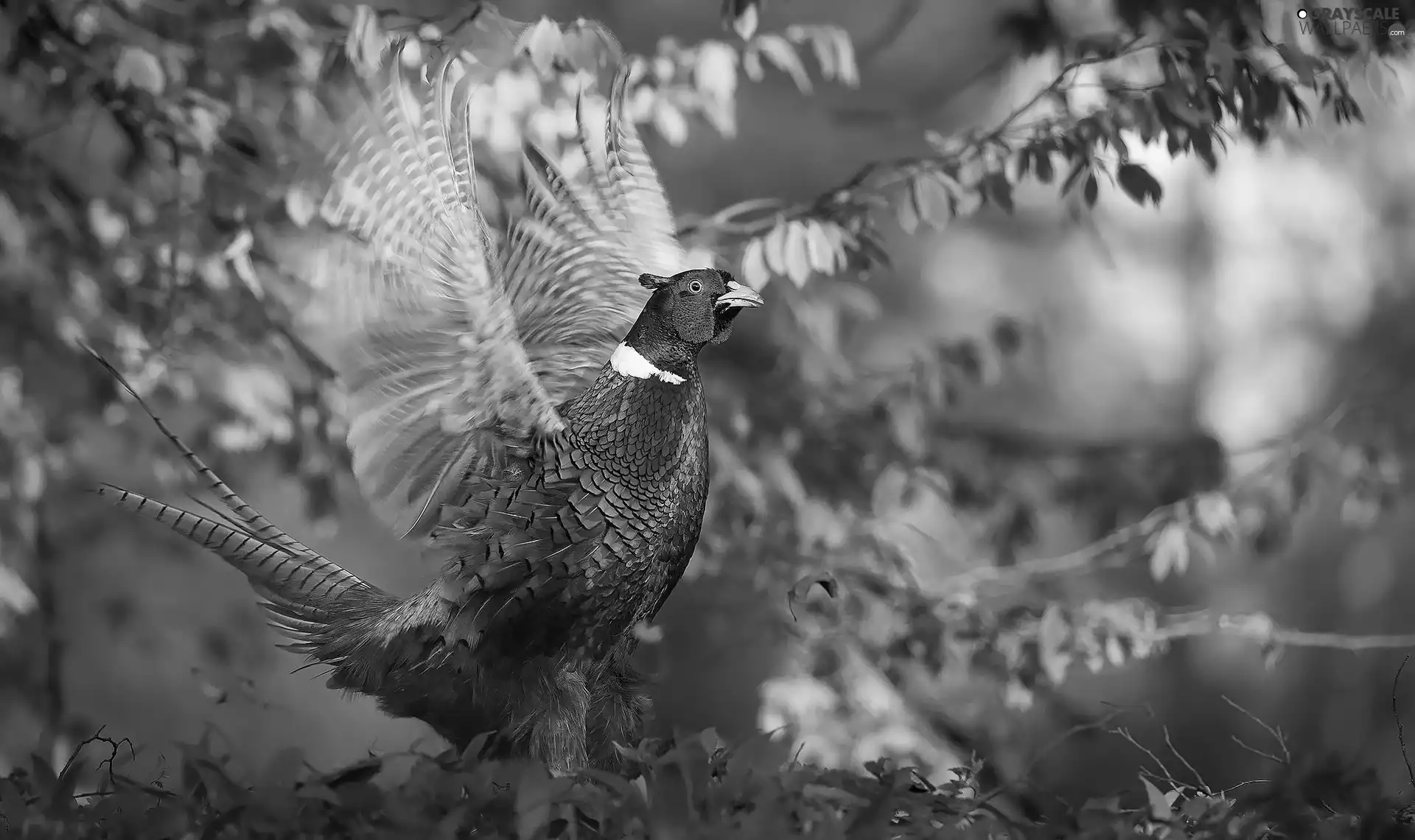 Bird, Twigs, Leaf, pheasant