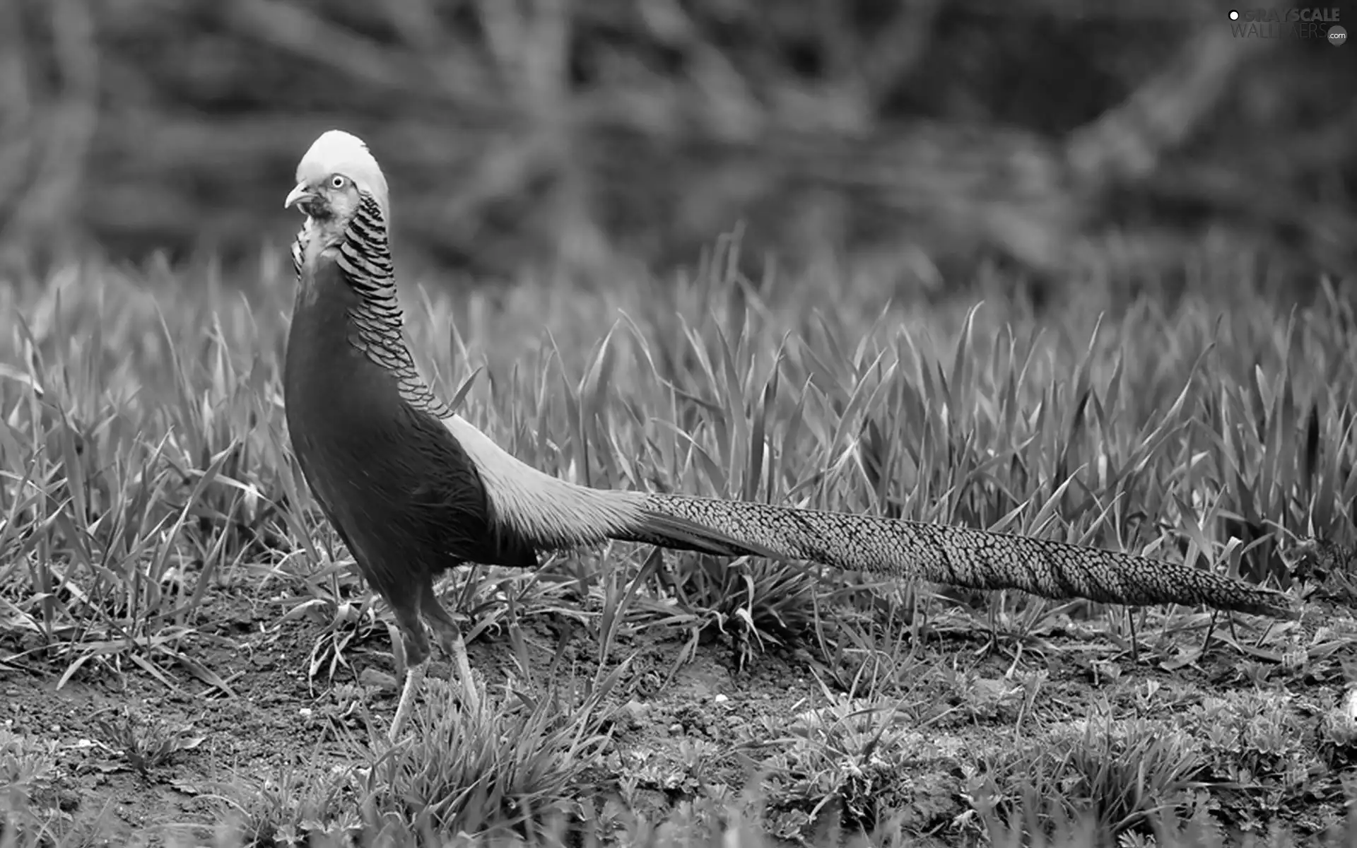 Golden, pheasant