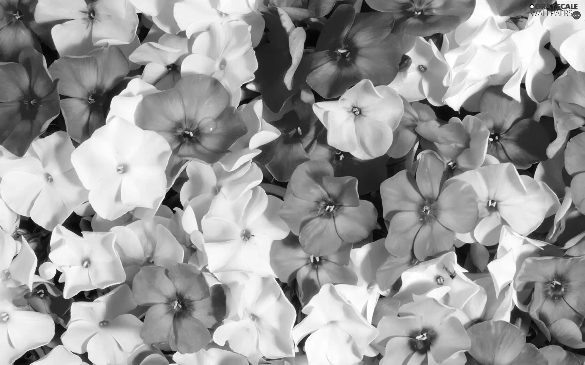 phlox, Flowers, color