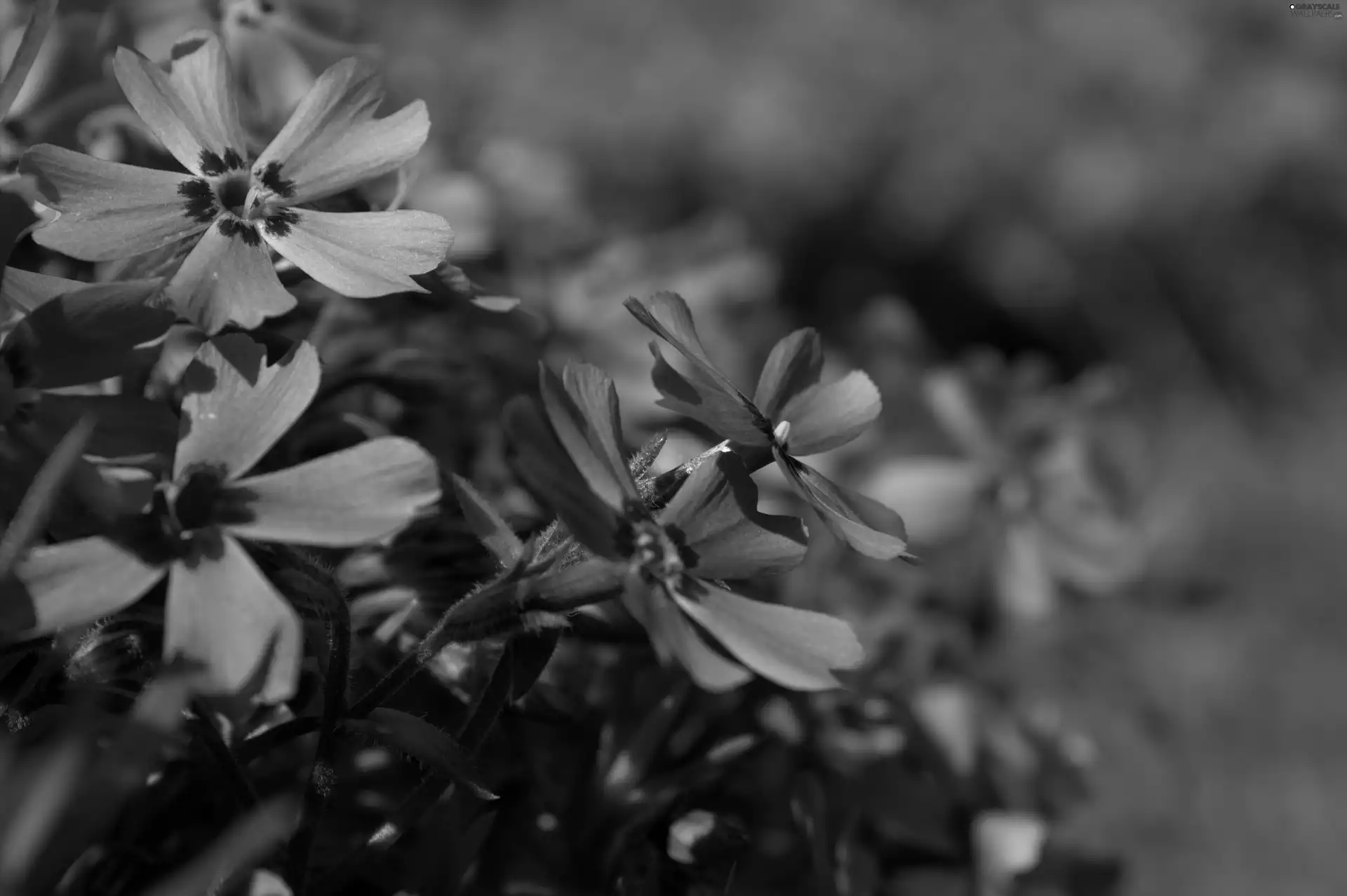 Pink, phlox, Phlox Subulata, Colourfull Flowers