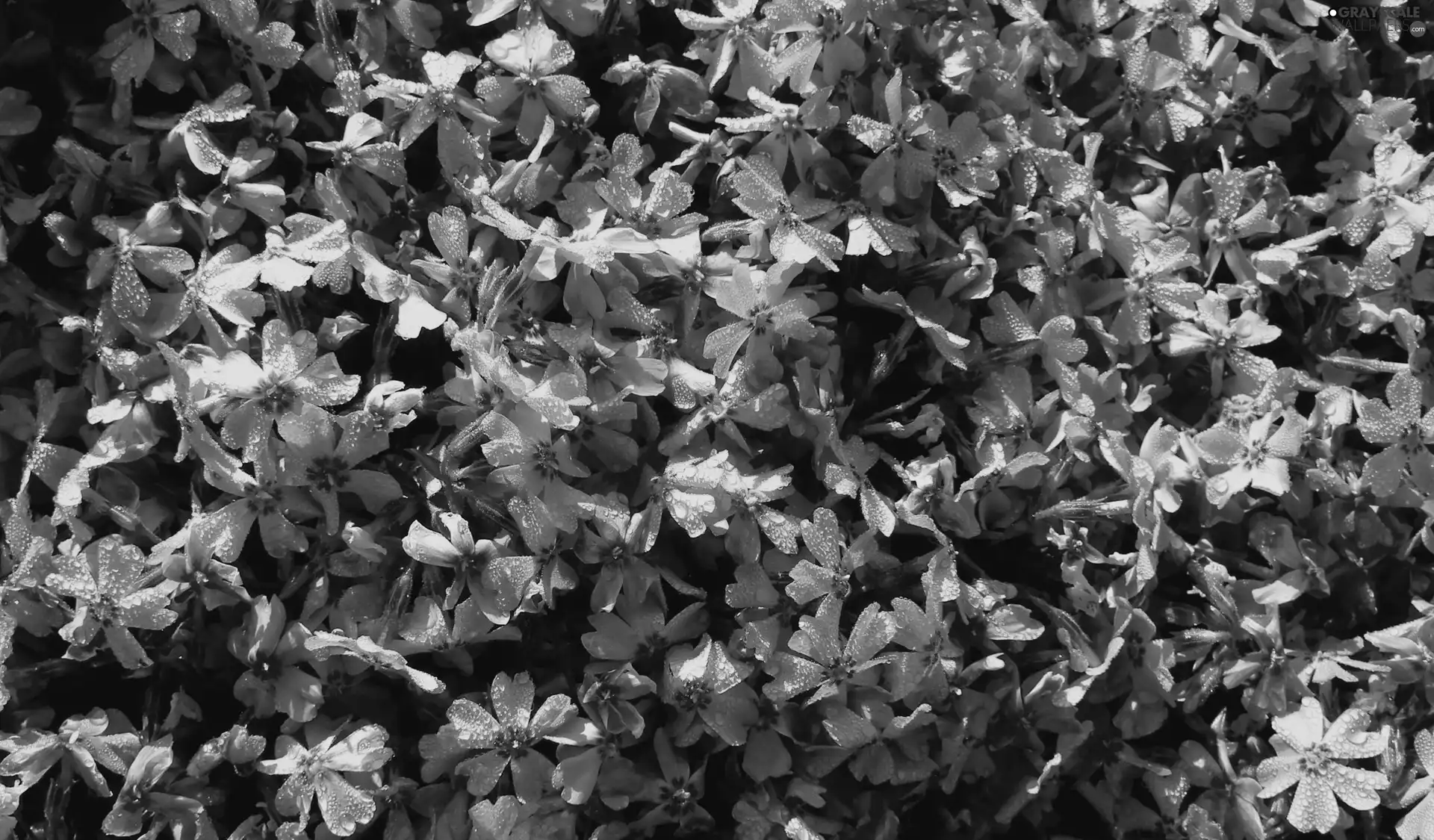 phlox, nature, Flowers