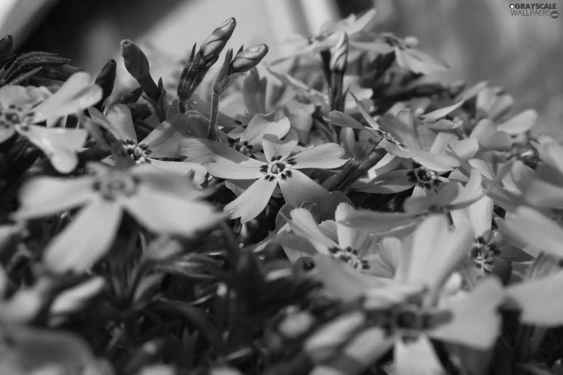 phlox, Flowers, Pink