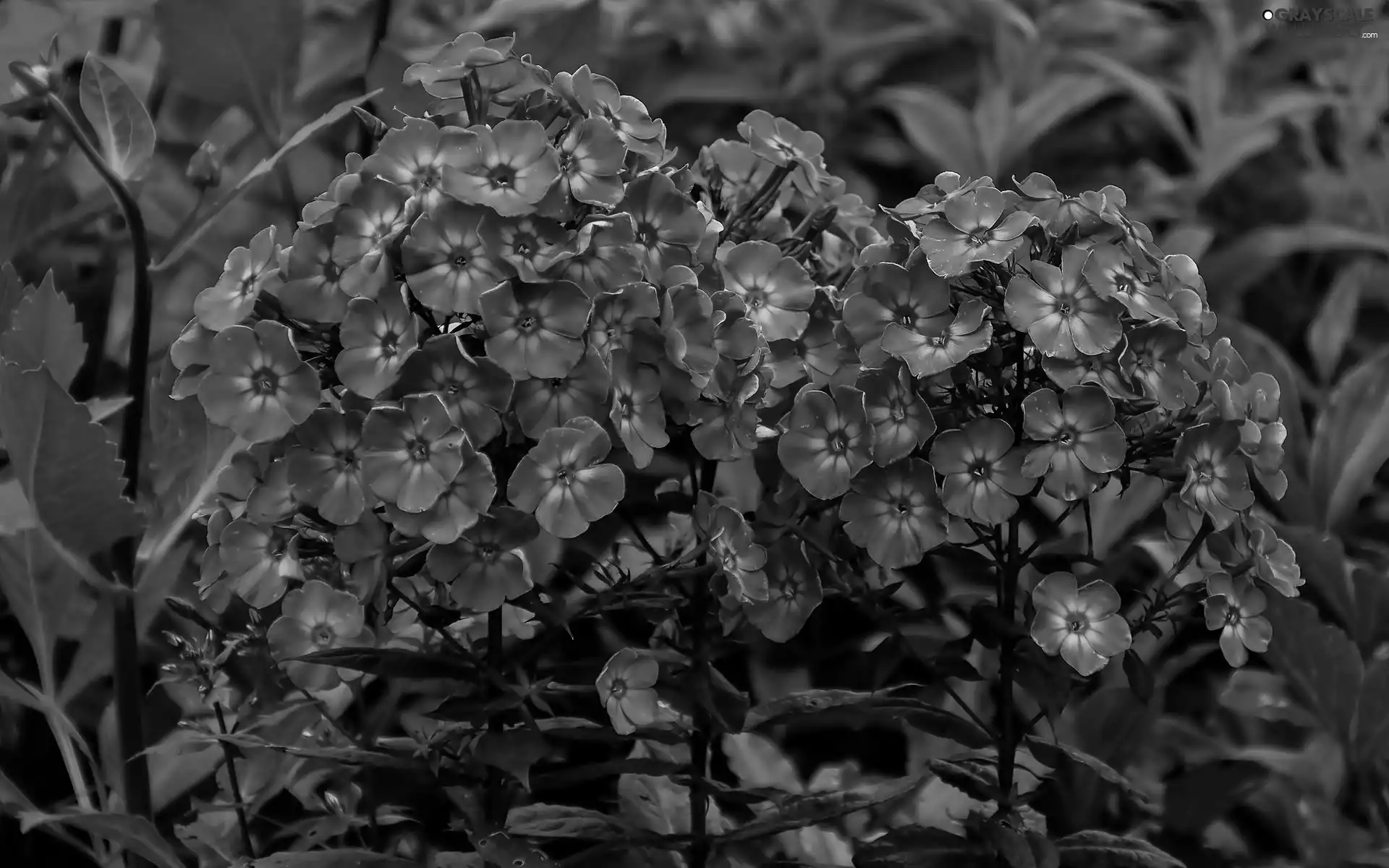 Pink, phlox