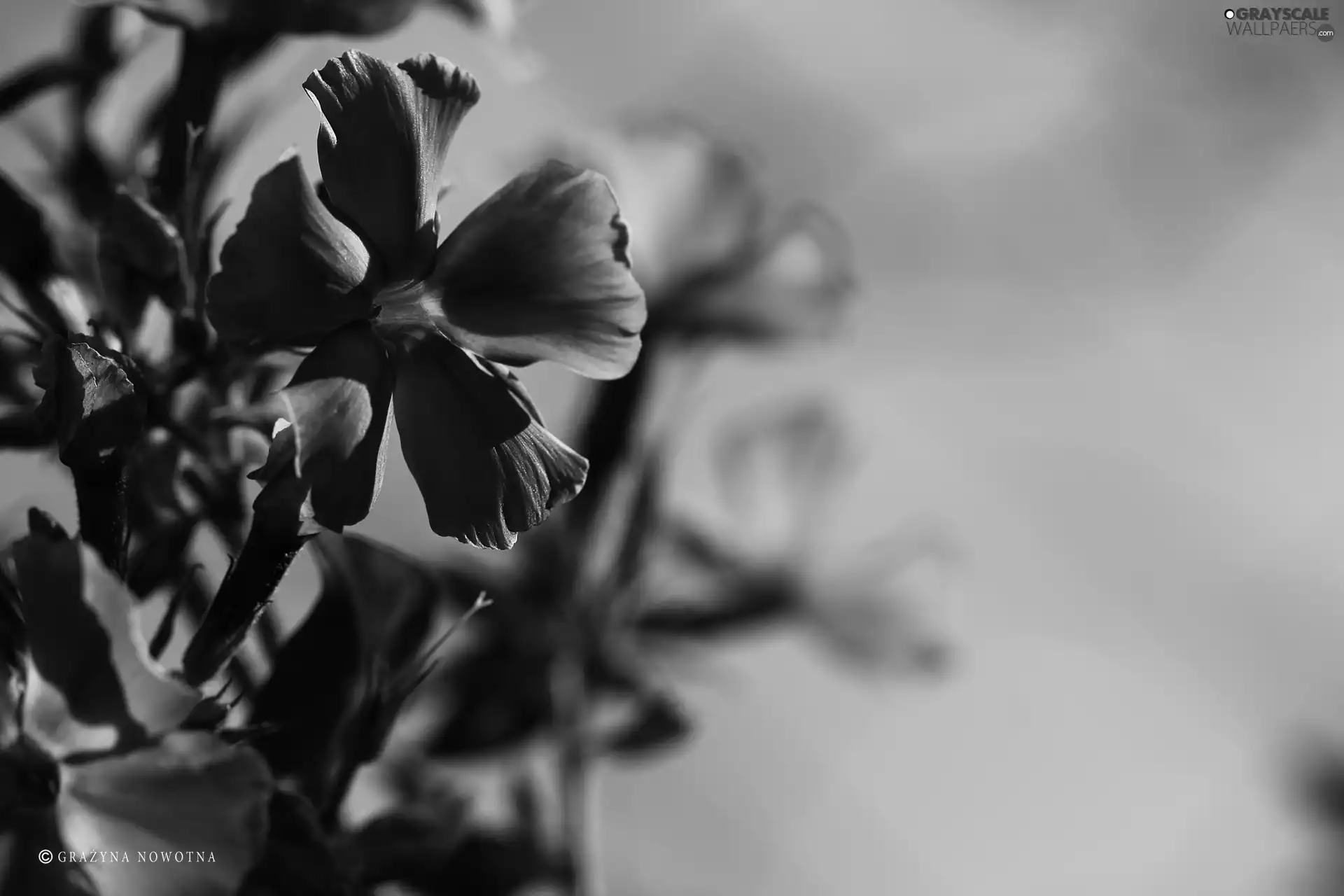 purple, phlox