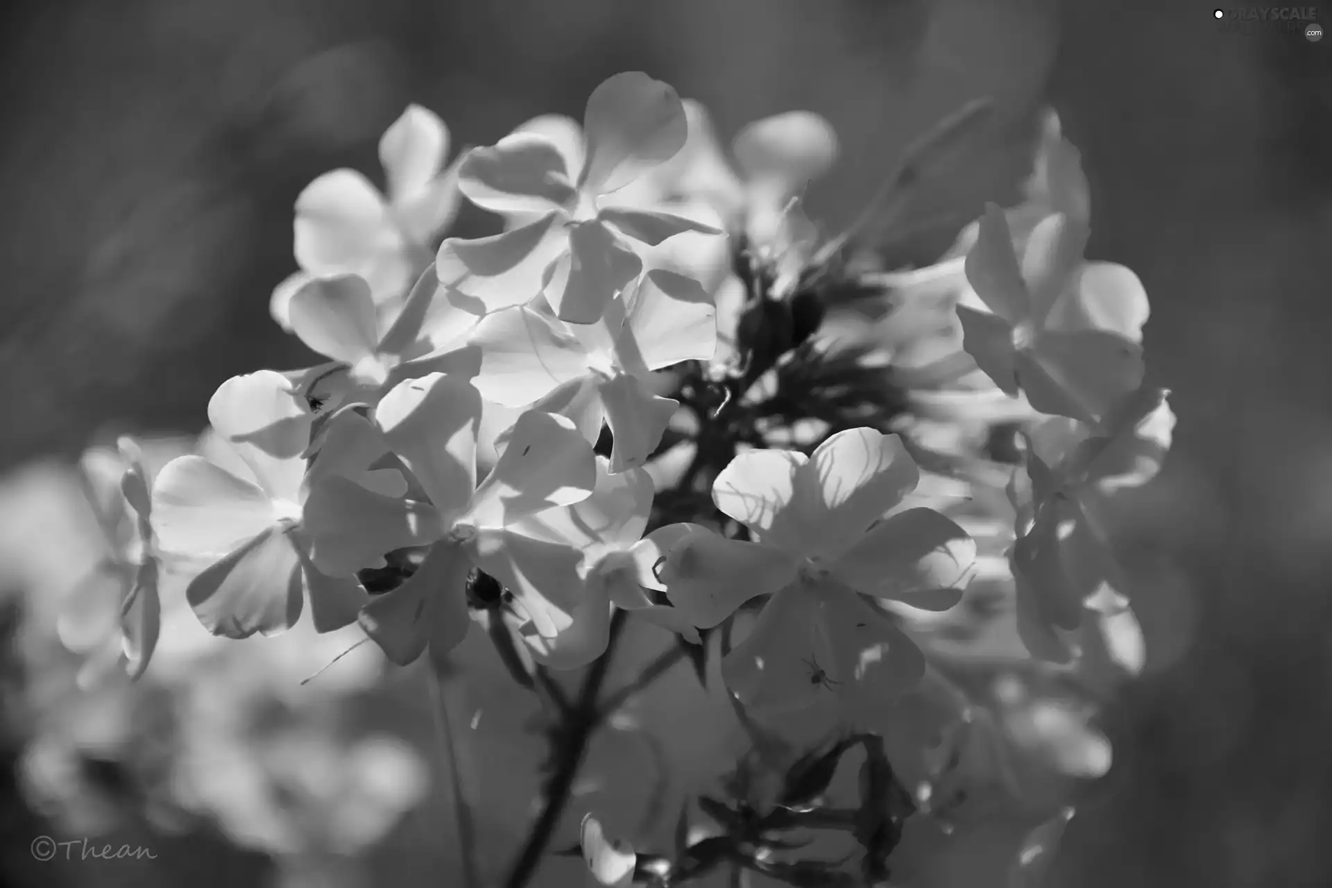 White, phlox