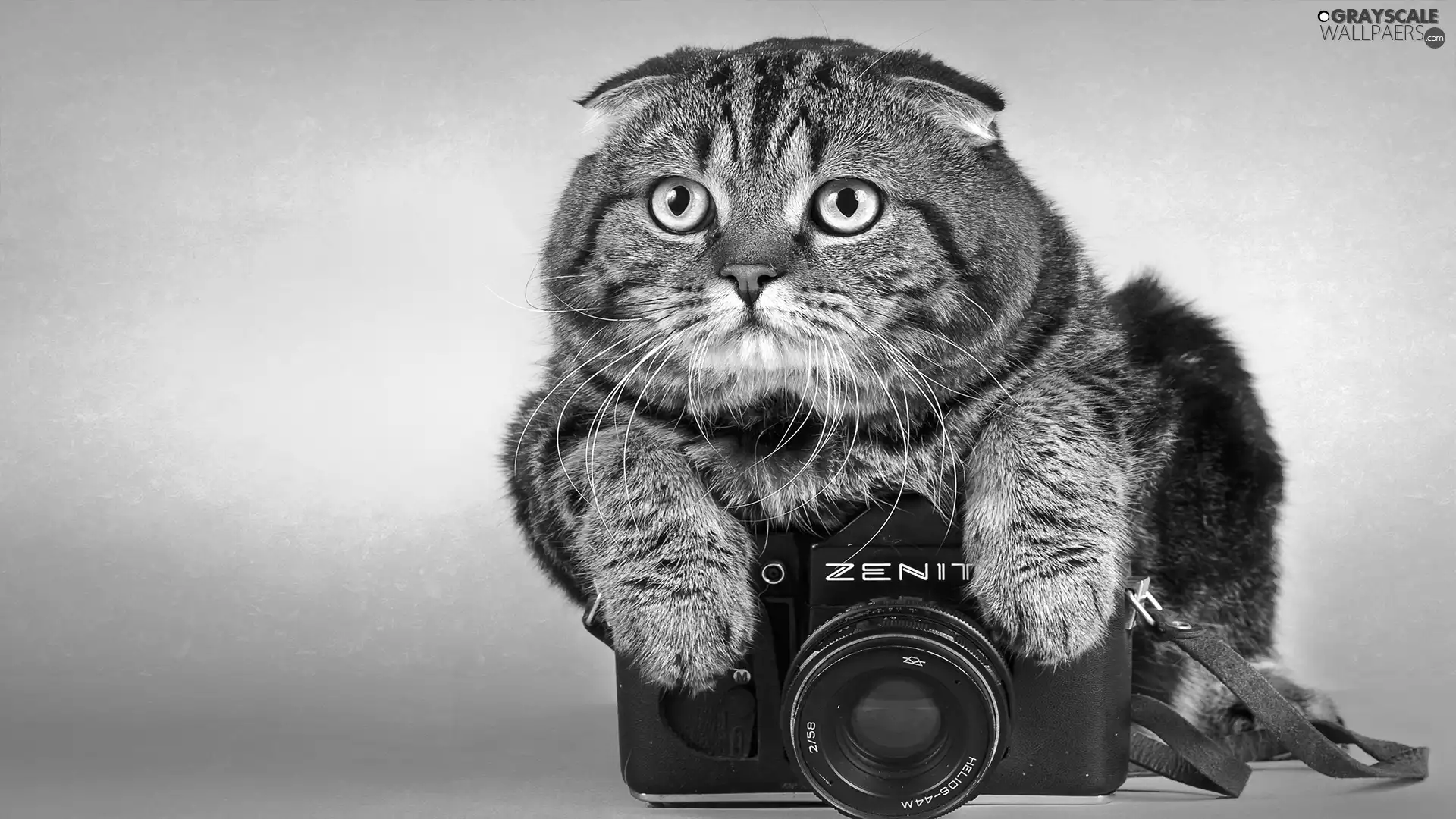 photographic, cat, Camera