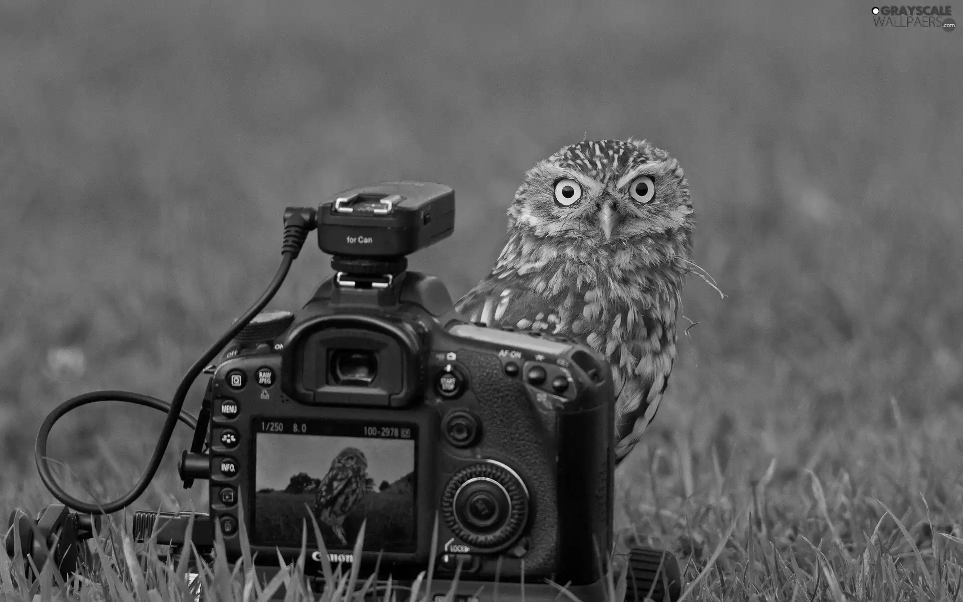 owl, Camera, photographic, Meadow