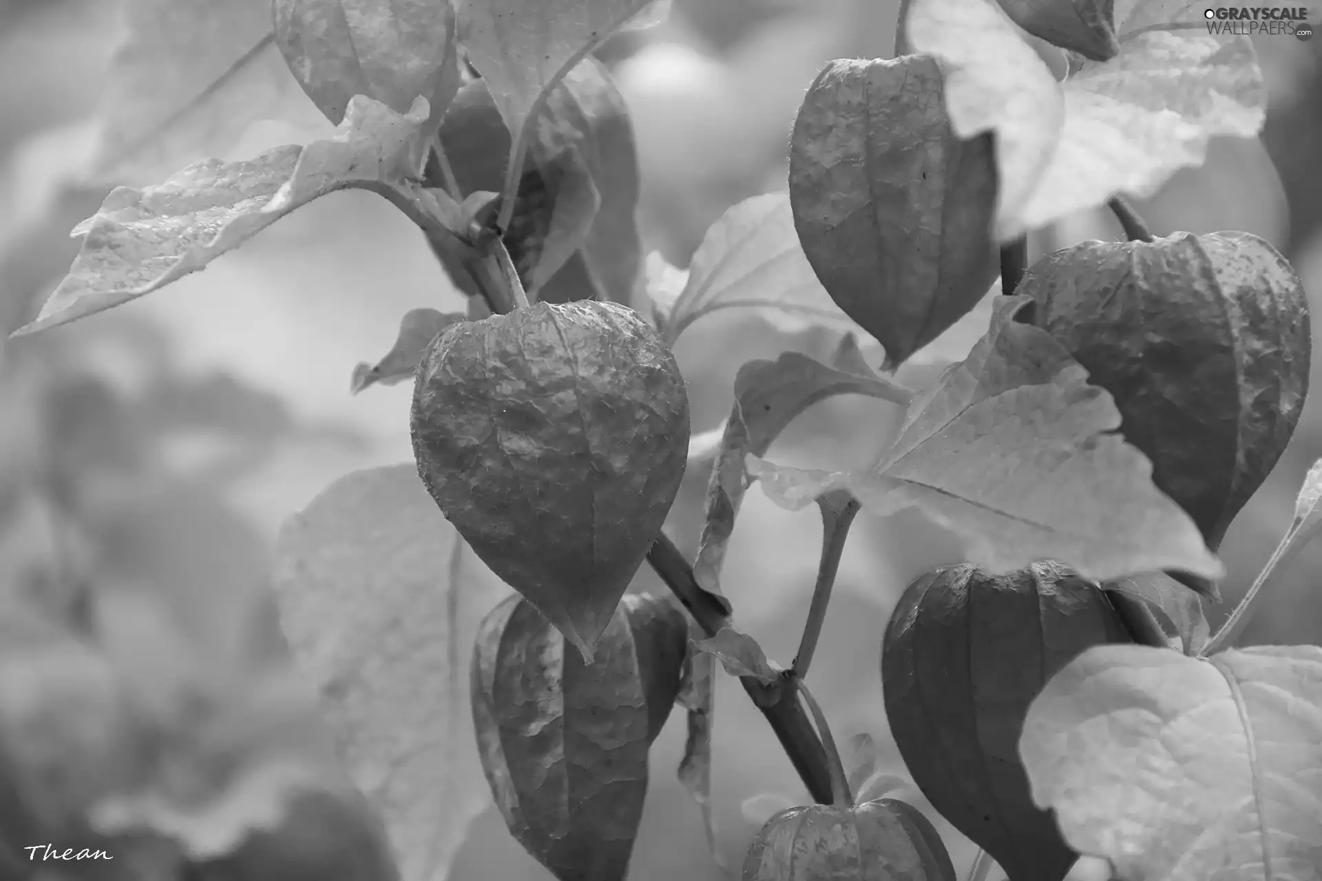 physalis bloated