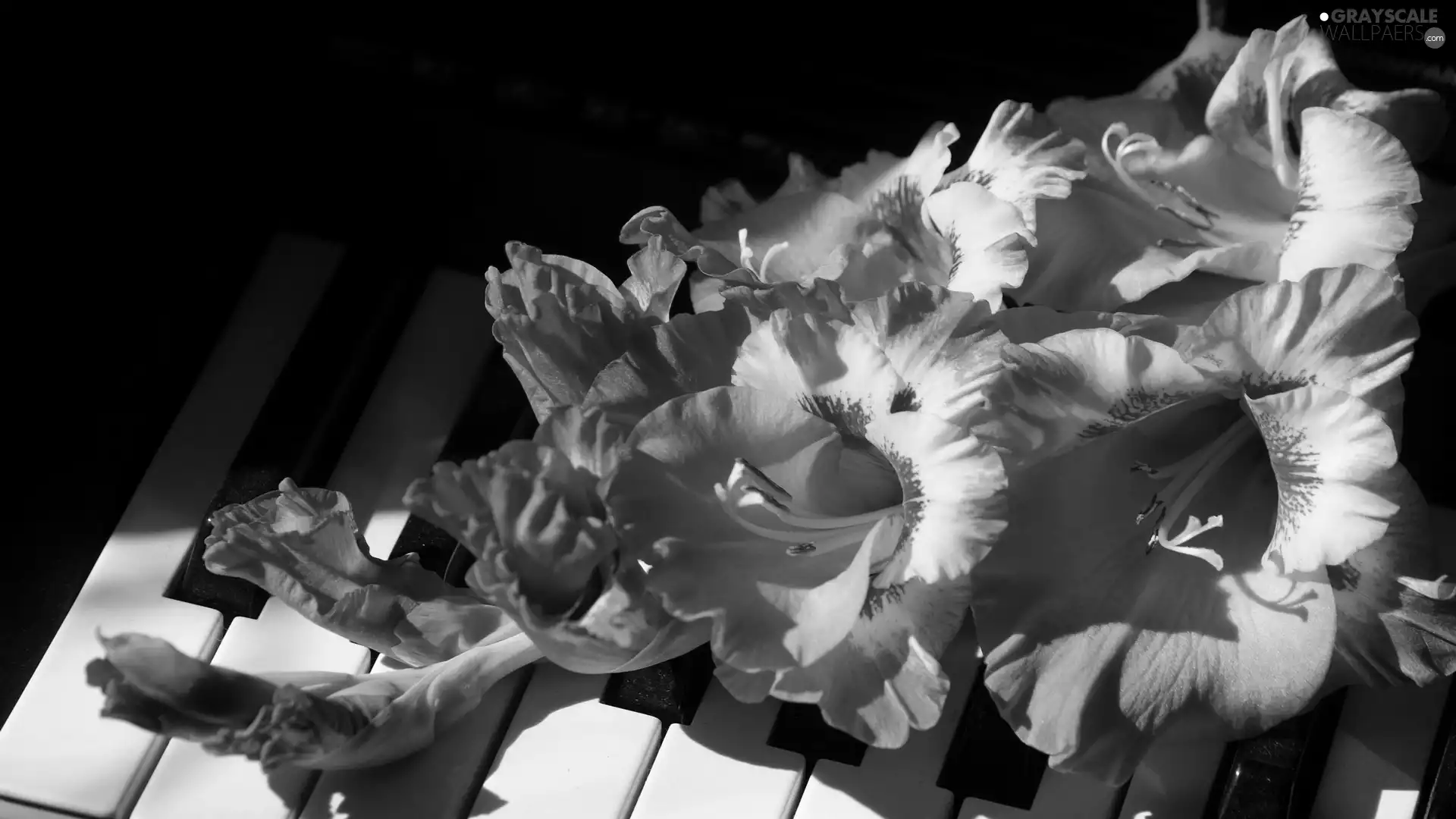 gladioli, Piano