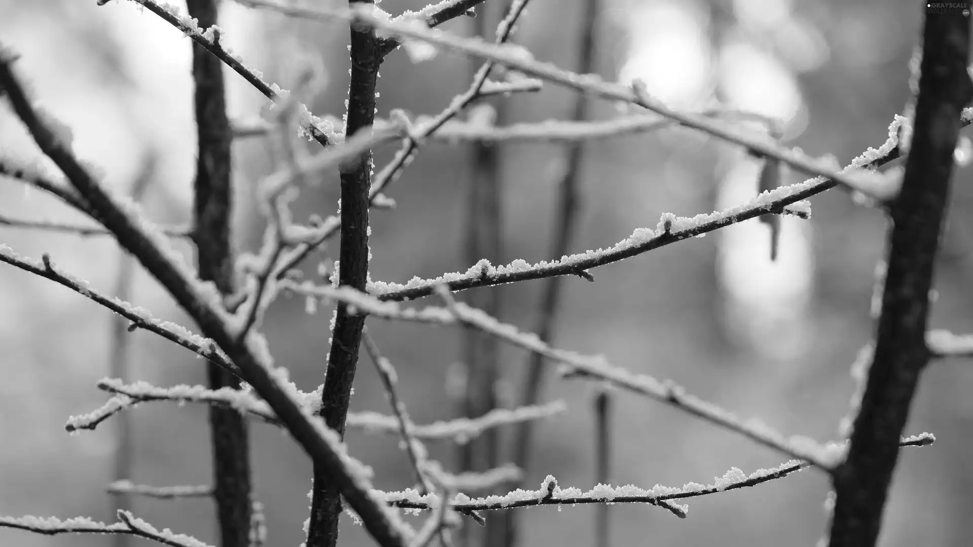 branch pics, blur, winter, snow