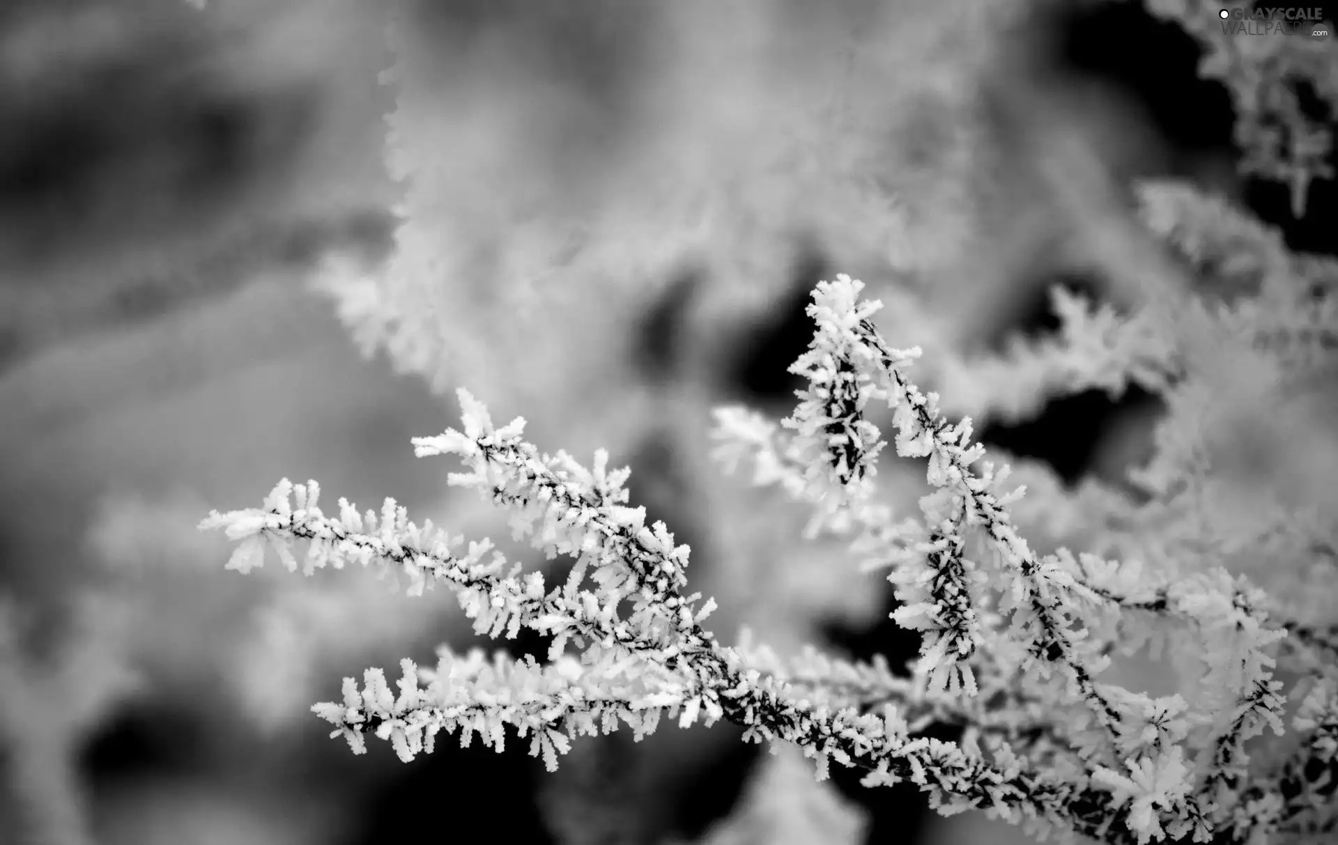 frosty, branch pics