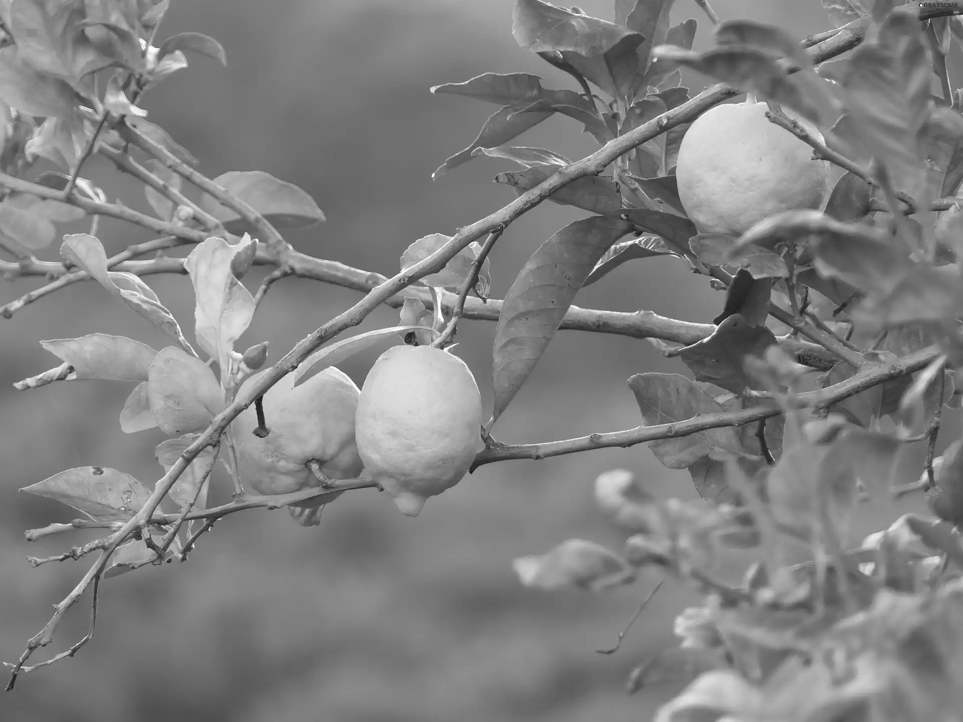 lemons, branch pics