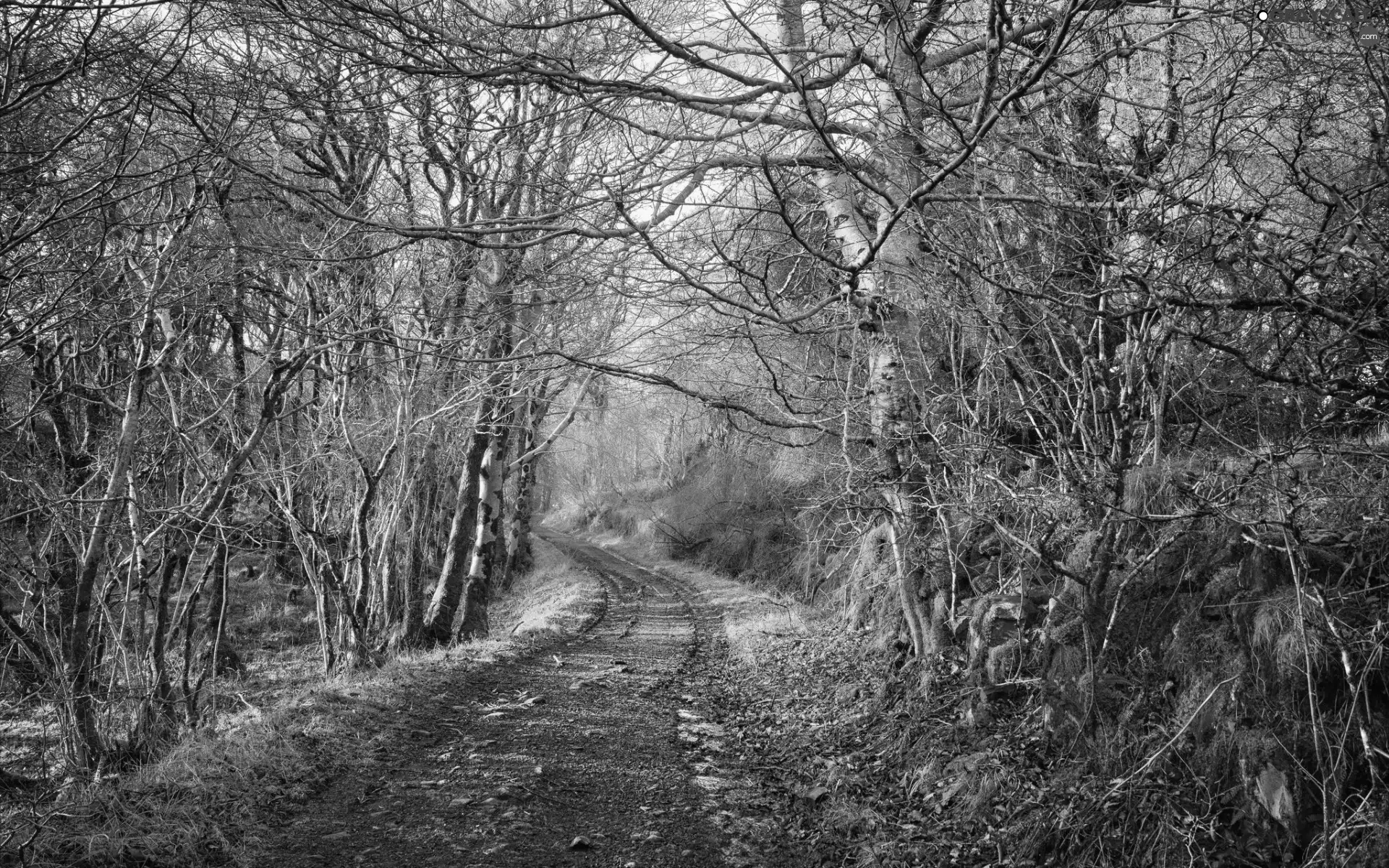 trees, Way, branch pics, autumn, viewes, forest