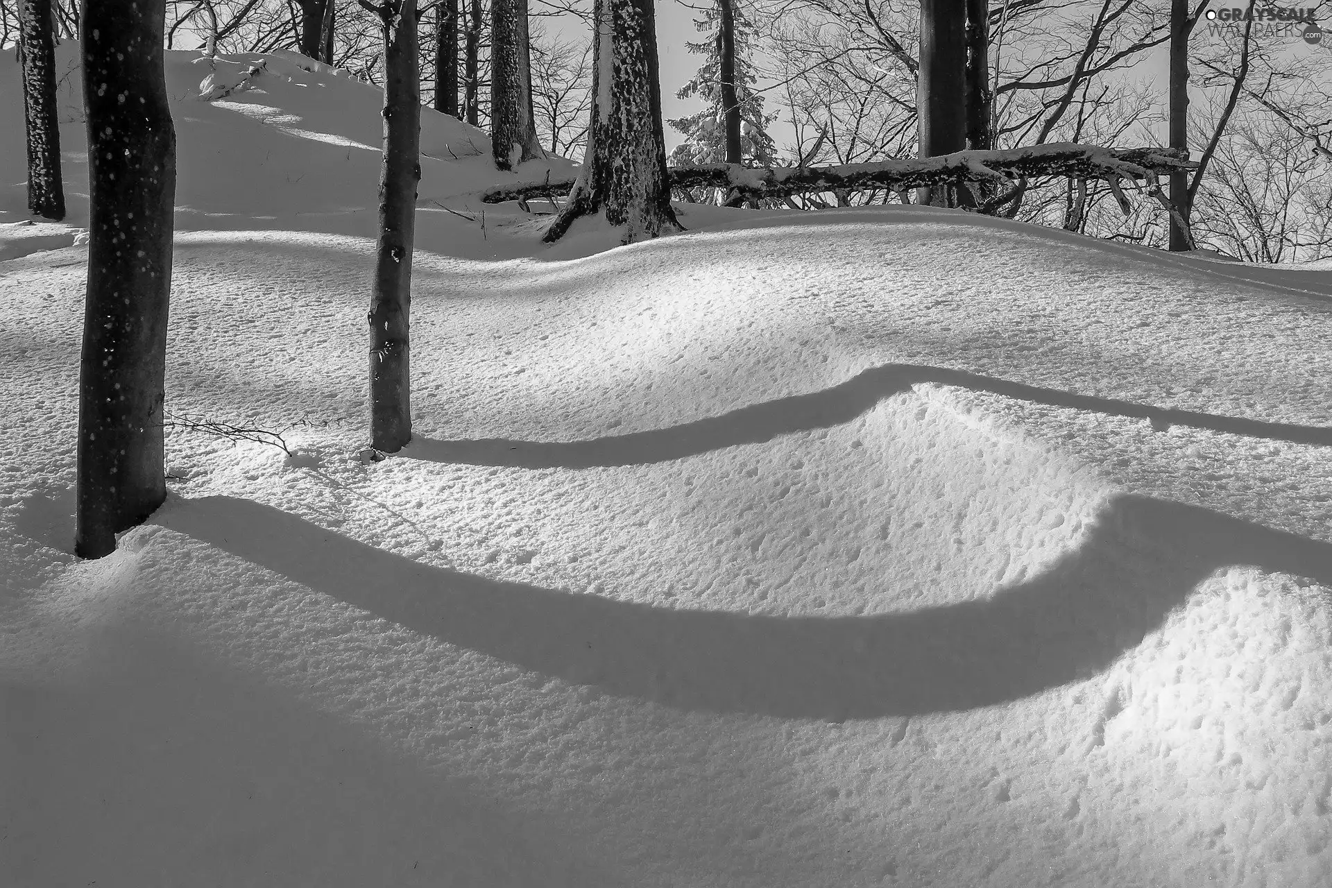 trees, winter, branch pics, shadow, viewes, snow