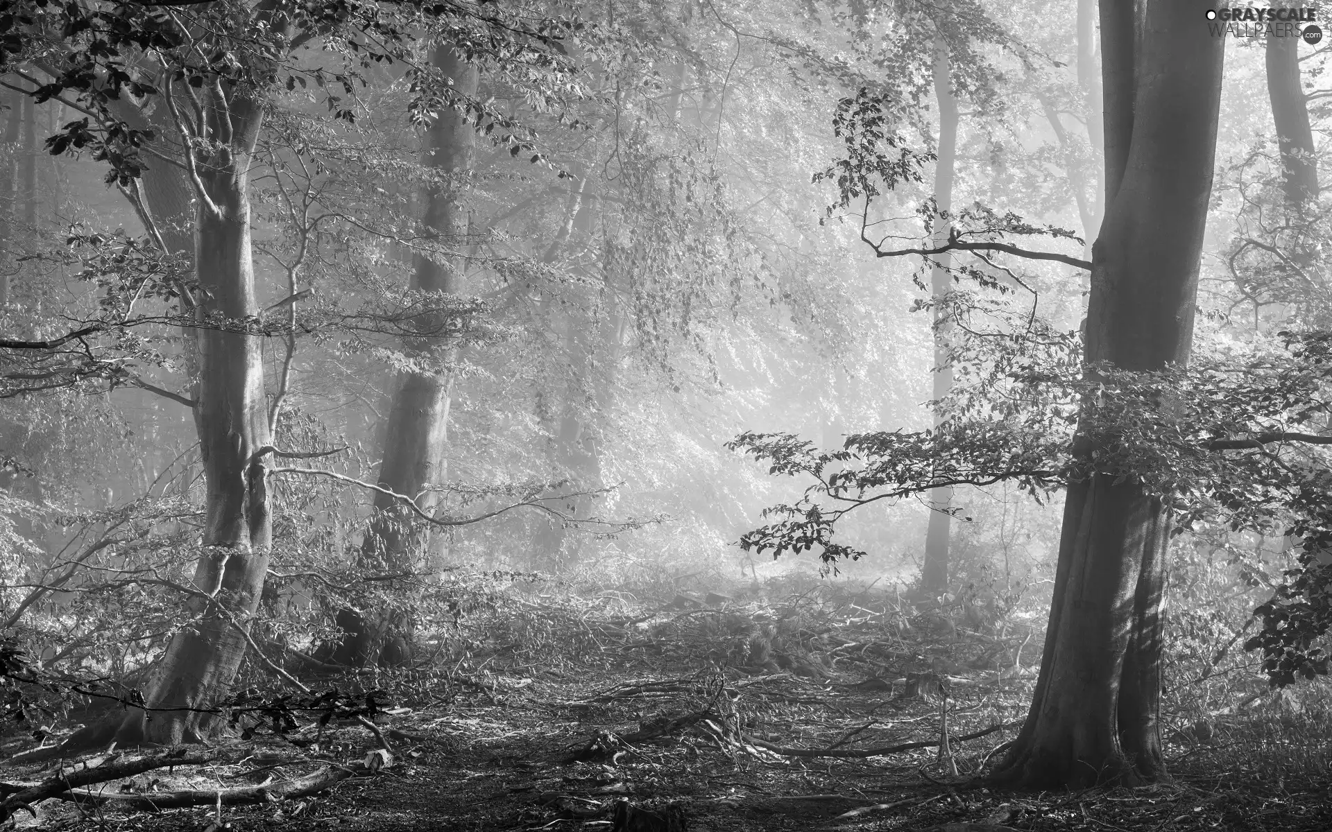 Fog, trees, broken, viewes, forest, lying, branch pics