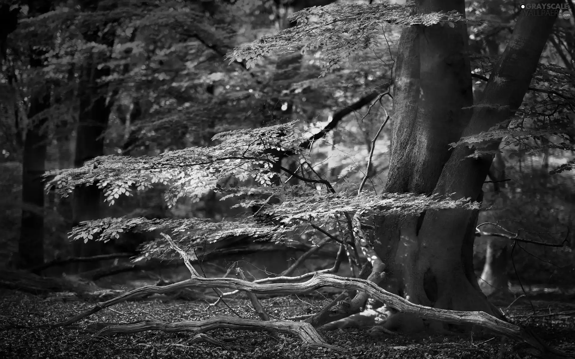 viewes, forest, dry, trees, autumn, branches, branch pics