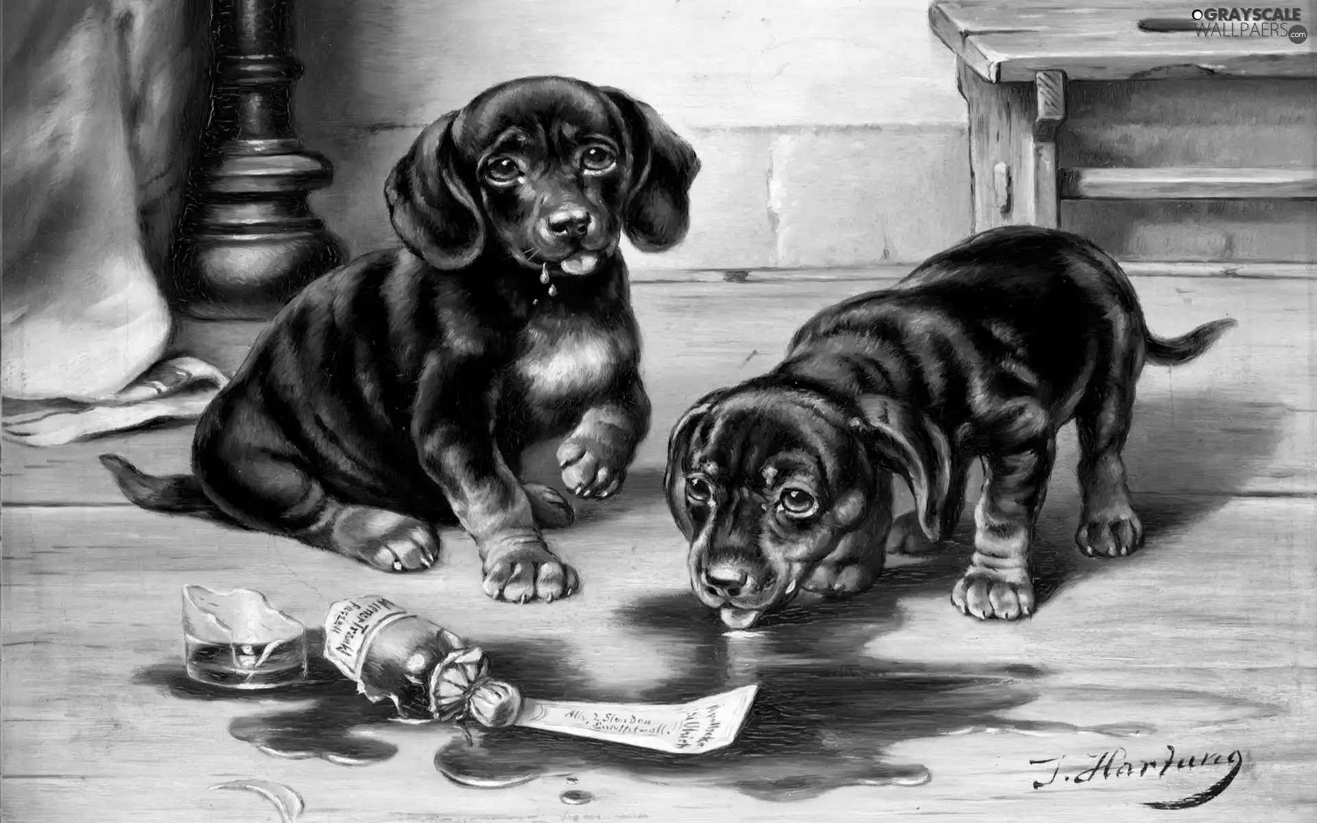 Two cars, dachshunds, picture, puppies