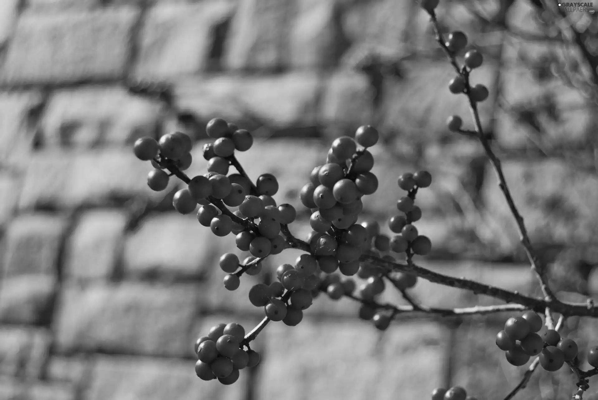Plant, picture