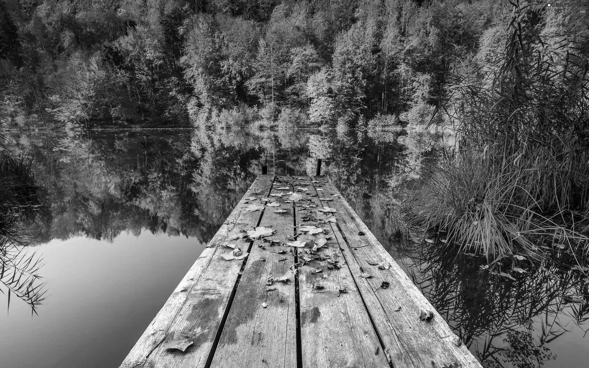 pier, Leaf, viewes, lake, trees